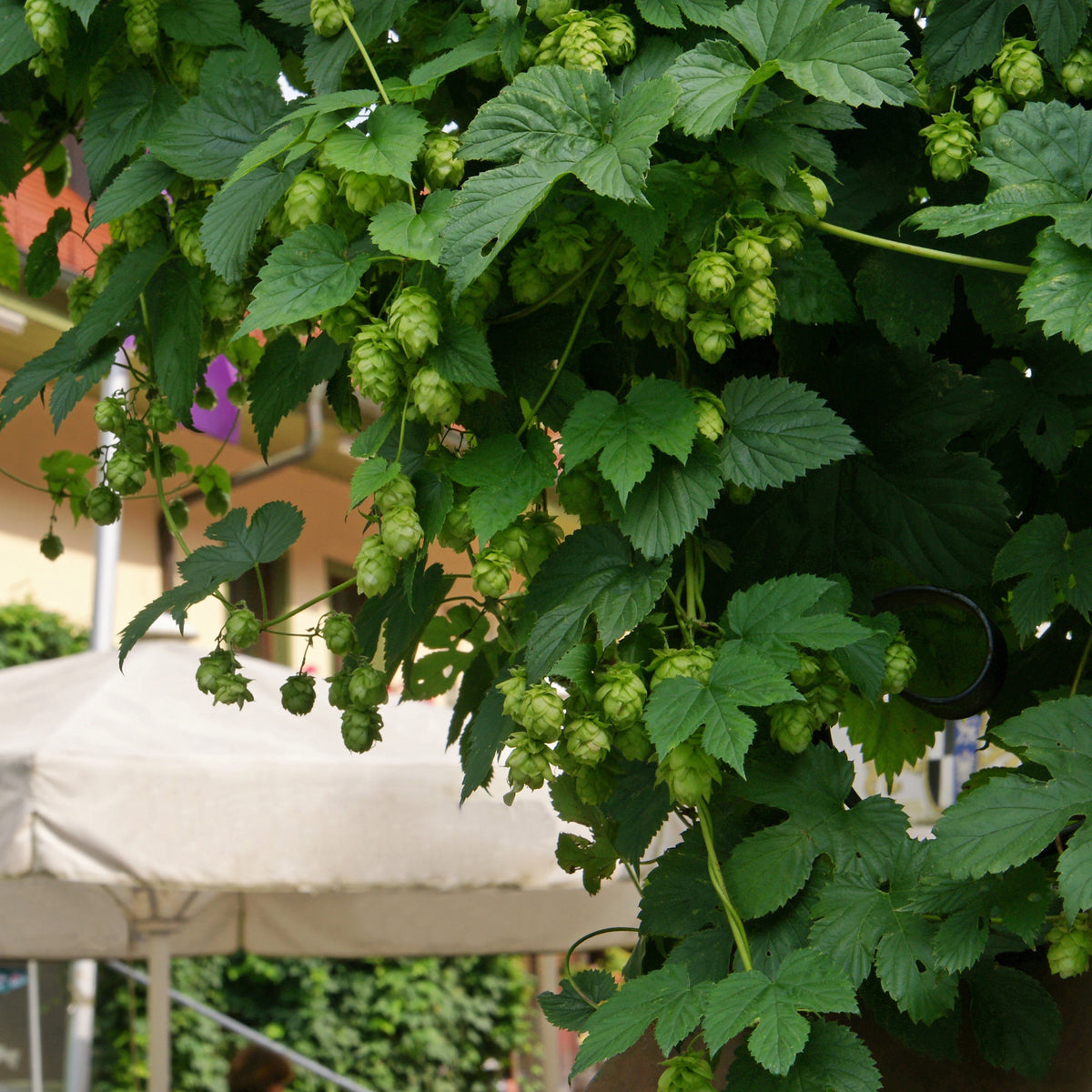 Houblon Magnum - Humulus lupulus magnum - Willemse