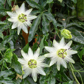 Passiflore Constance Elliot - Willemse