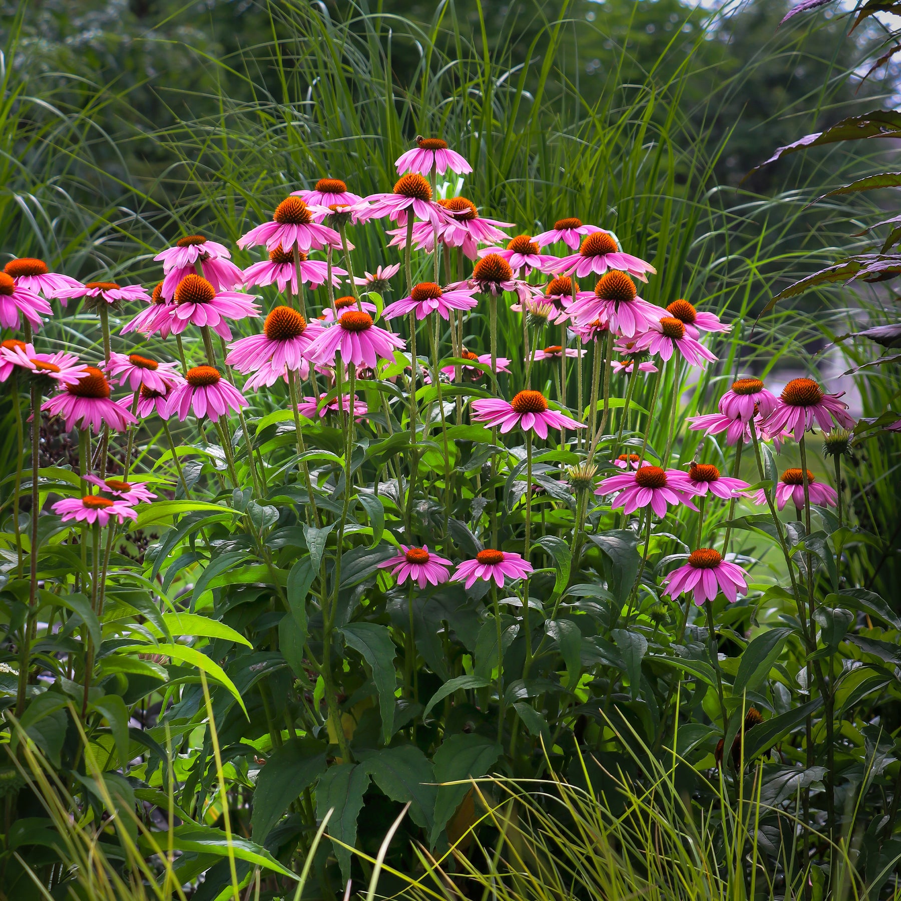 Échinacée - Echinacea - Echinacée pourpre - Echinacea purpurea