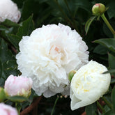 Pivoine Duchesse de Nemours - Willemse