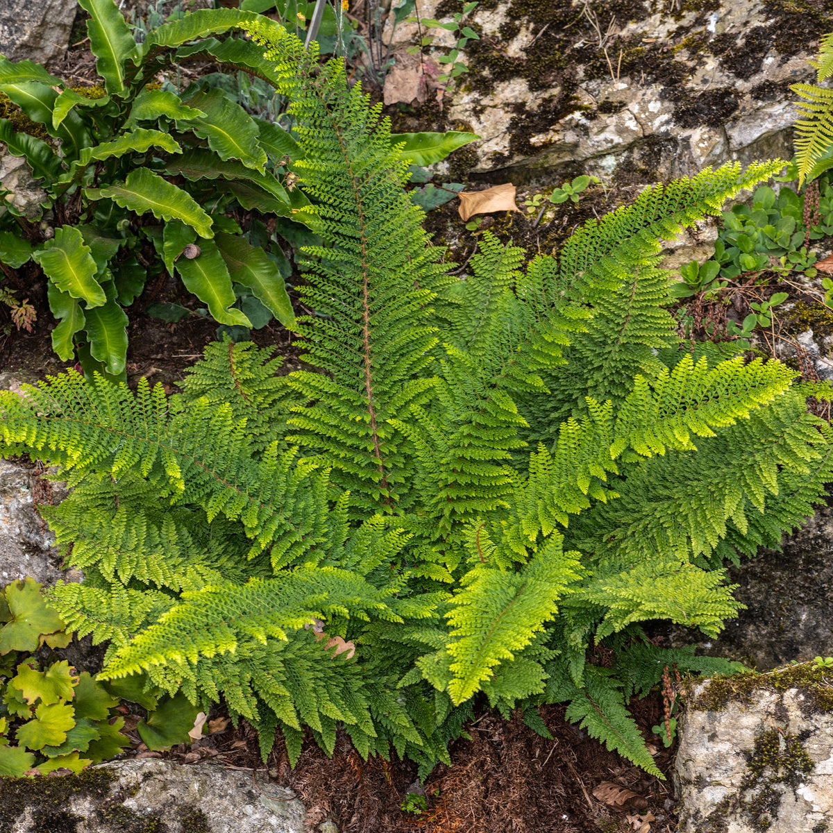 Aspidie à cils raides Herrenhausen - Fougère - Willemse