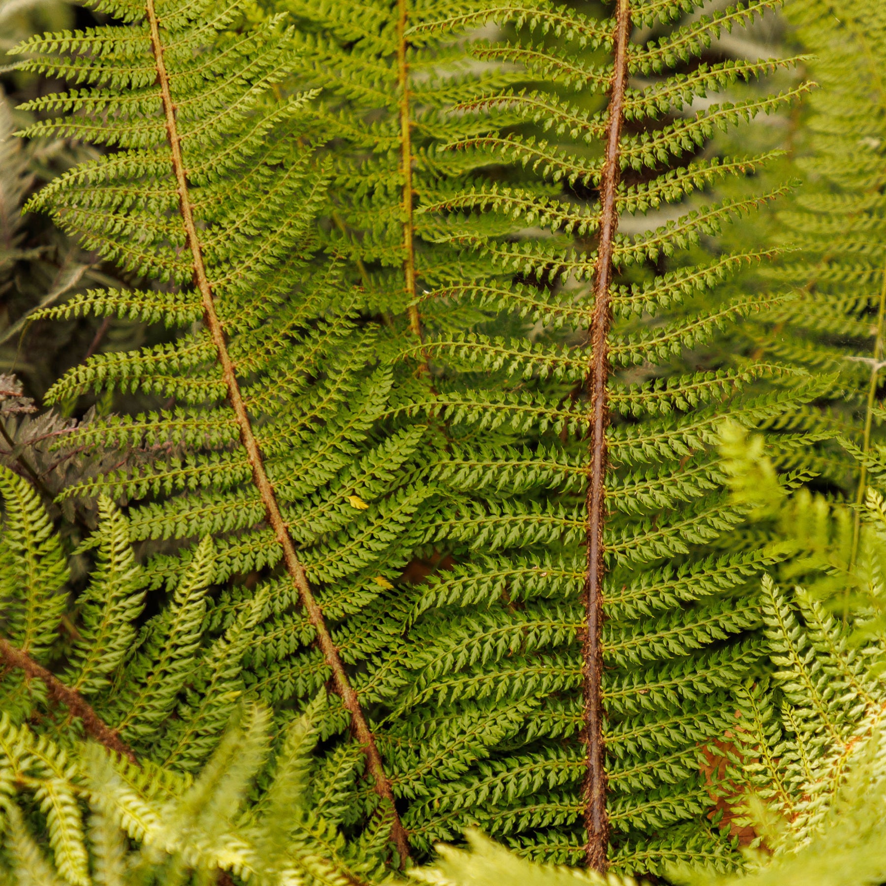 Polystichum setiferum Herrenhausen - Aspidie à cils raides Herrenhausen - Fougère - Fougères