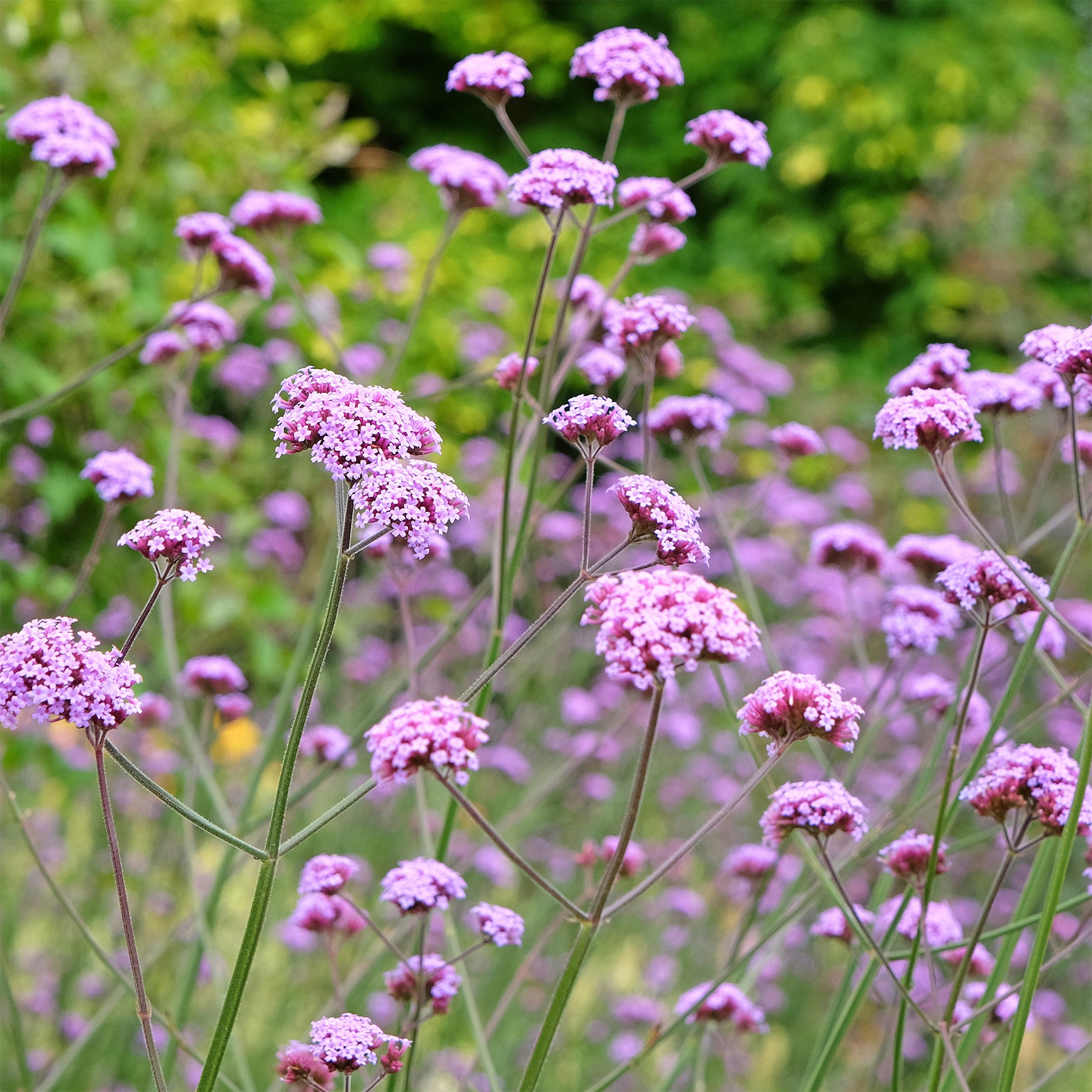 Verveine de Buenos Aires - Verveine - Willemse