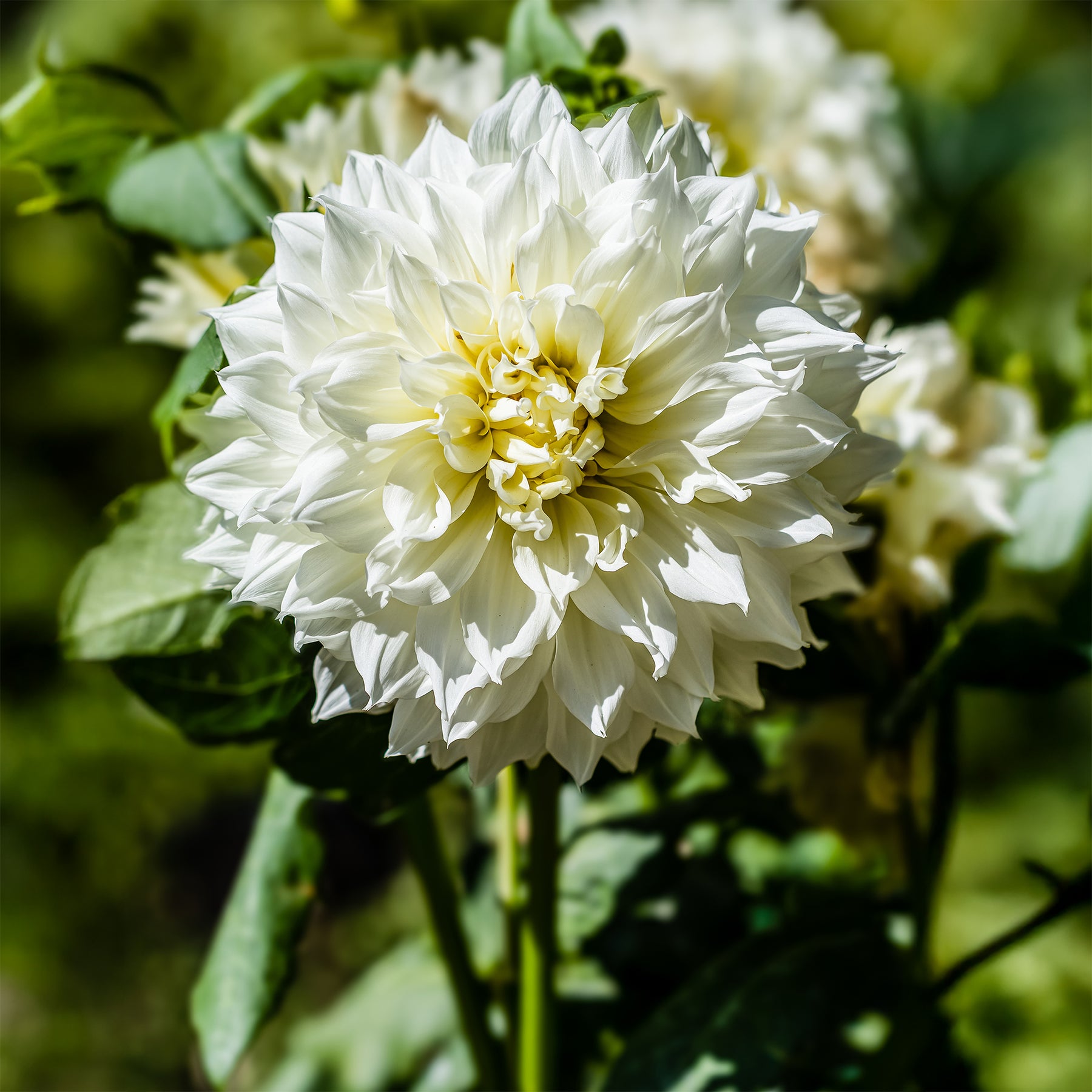 3 Dahlias géant Fleurel - Willemse