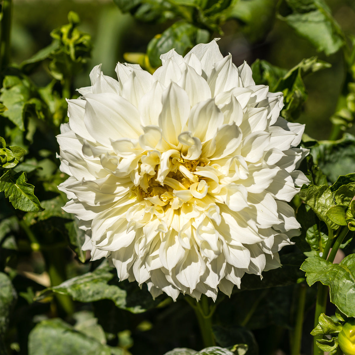 3 Dahlias géant Fleurel - Dahlia 'fleurel' - Willemse
