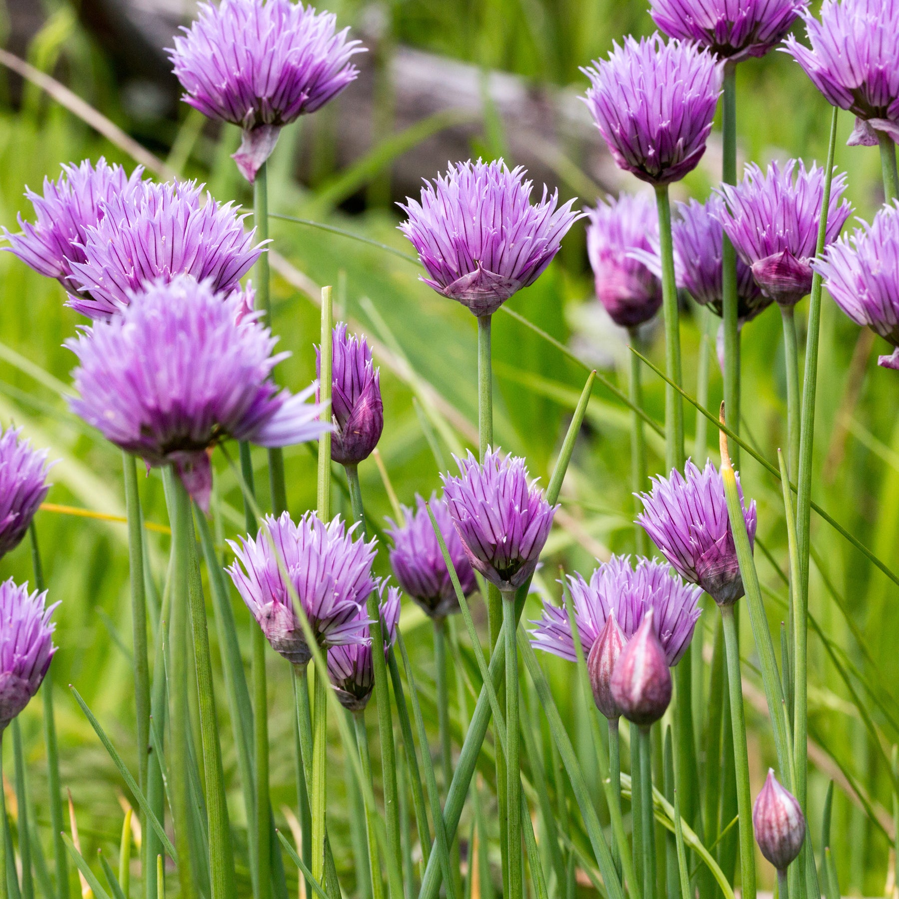 Allium schoenoprasum - Ciboulette Commune - Graines d'aromatiques