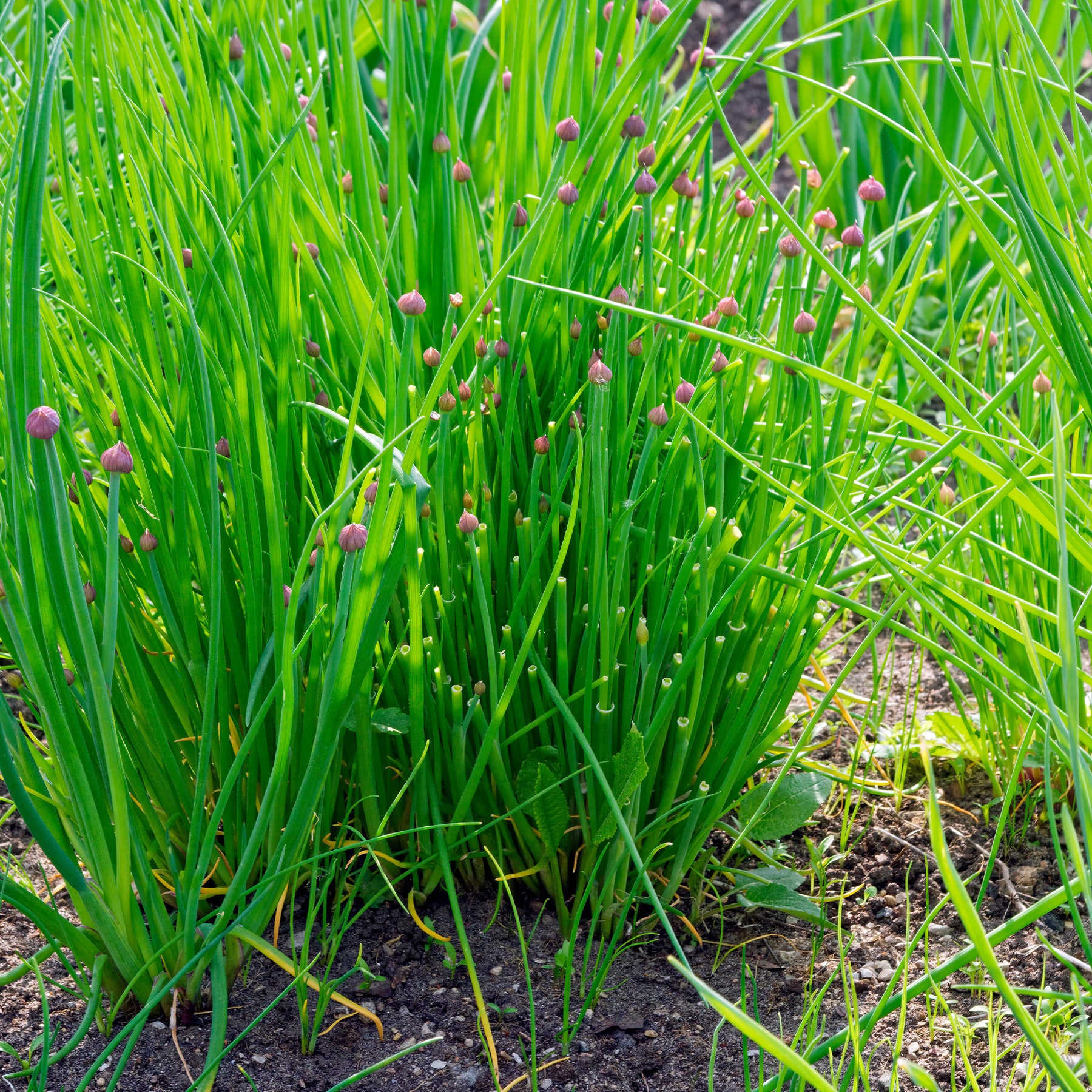 Graines d'aromatiques - Ciboulette Commune - Allium schoenoprasum
