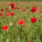 Pavot Red Corn Poppy Bio - Willemse