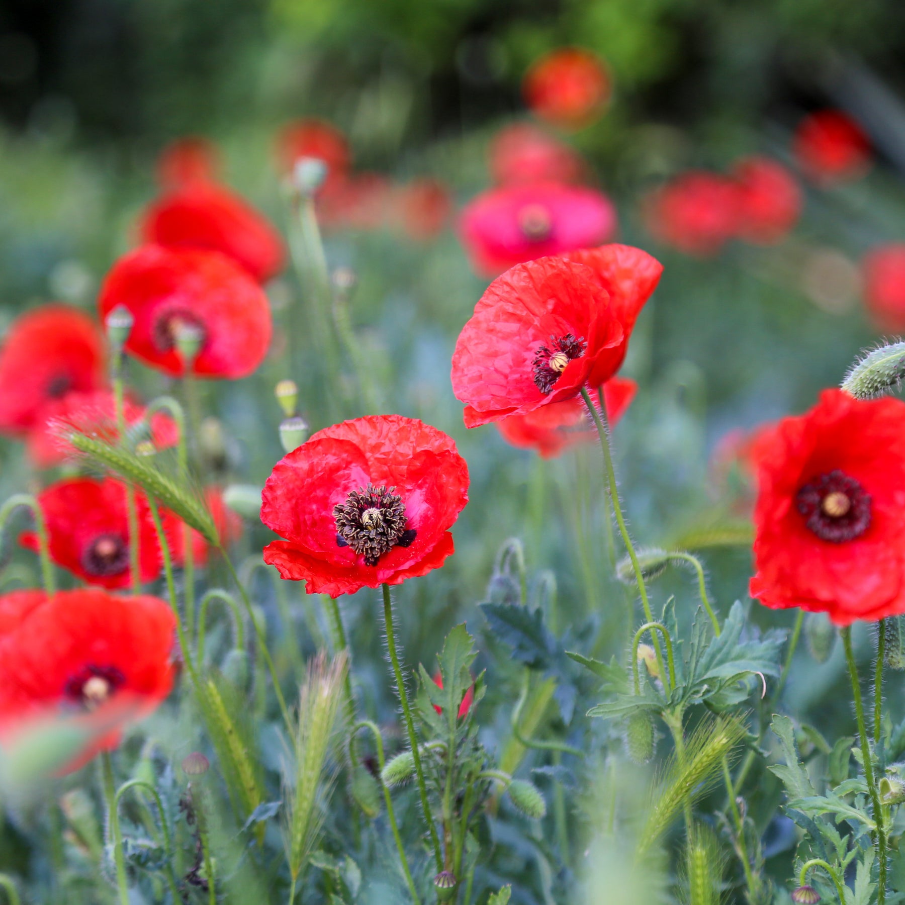 Papaver rhoeas red corn poppy - Pavot Red Corn Poppy Bio - Graines de fleurs