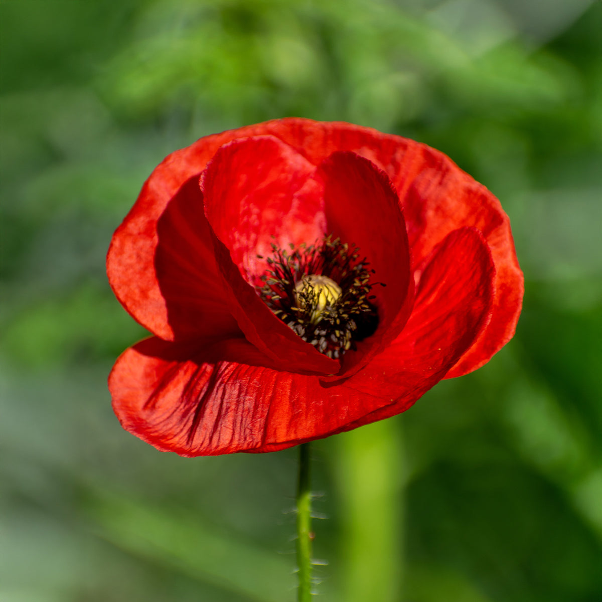 Pavot Red Corn Poppy Bio - Papaver rhoeas red corn poppy - Willemse