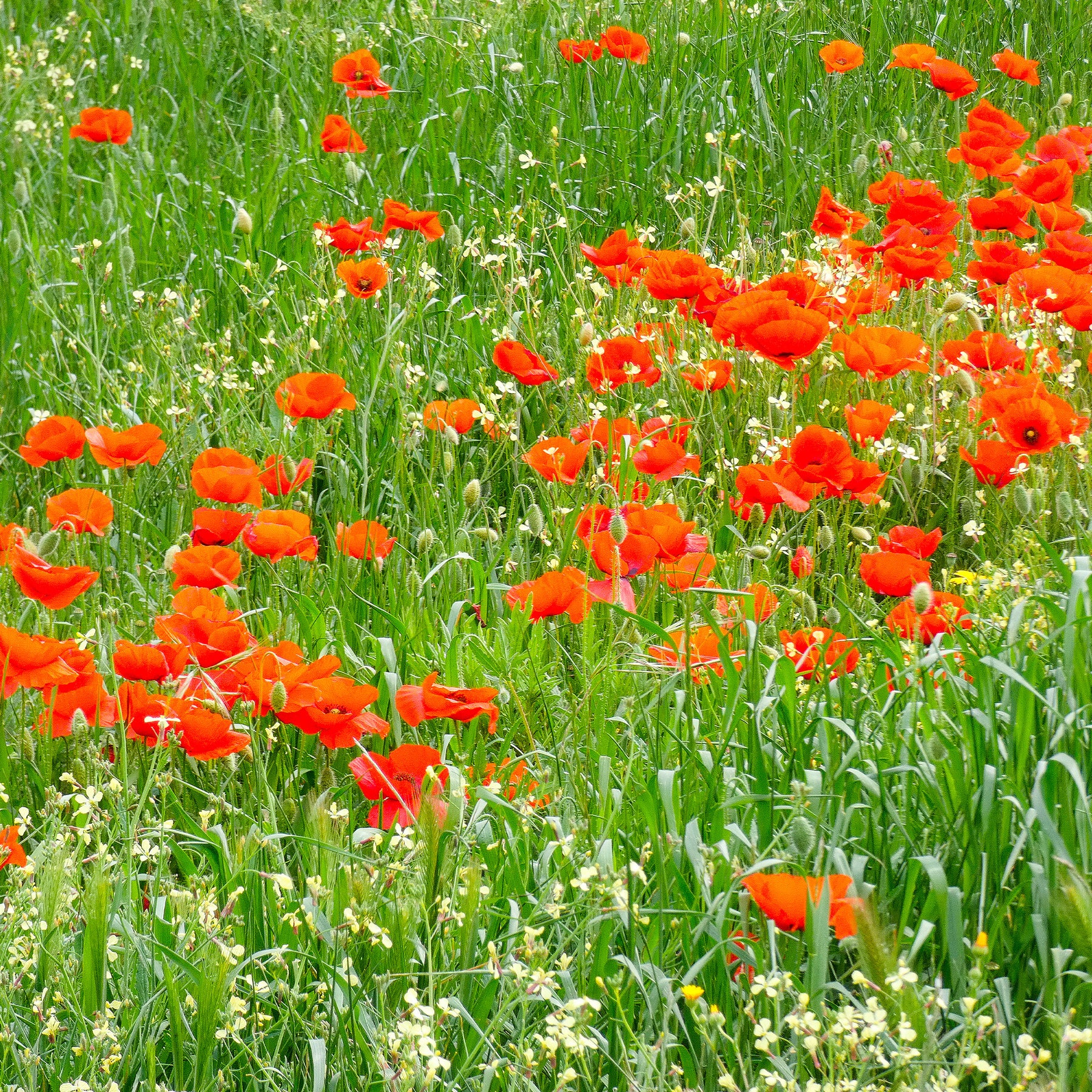 Graines de fleurs - Pavot Red Corn Poppy Bio - Papaver rhoeas red corn poppy