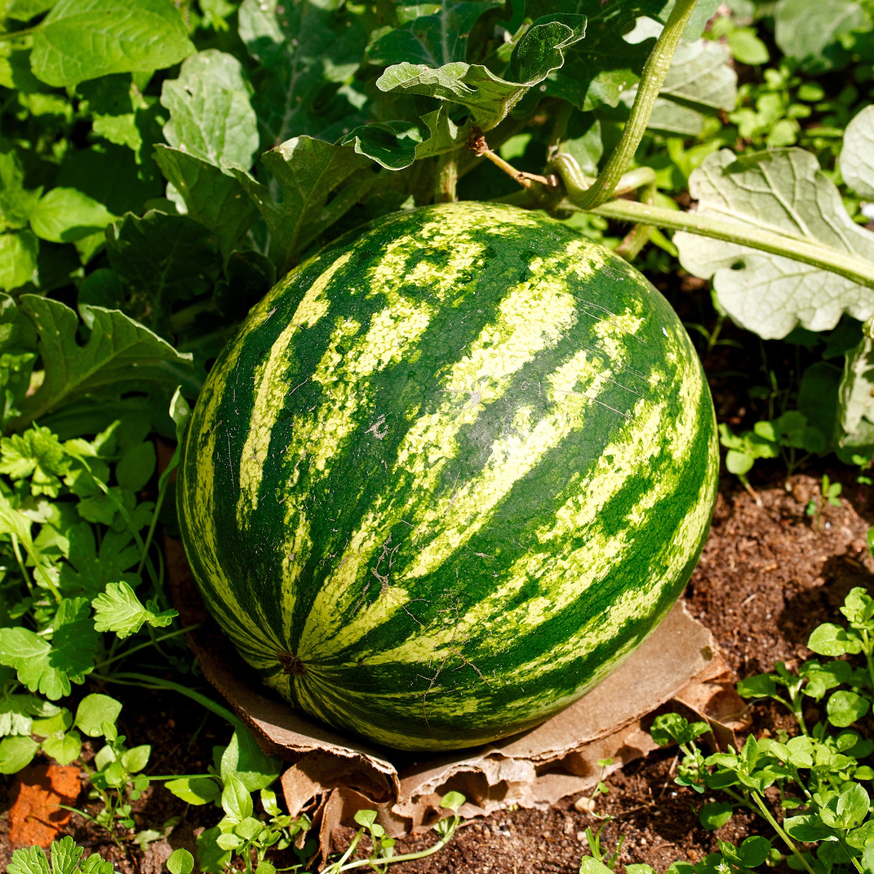 Citrullus lanatus Crimson Sweet - Pastèque Crimson Sweet - Pastèques
