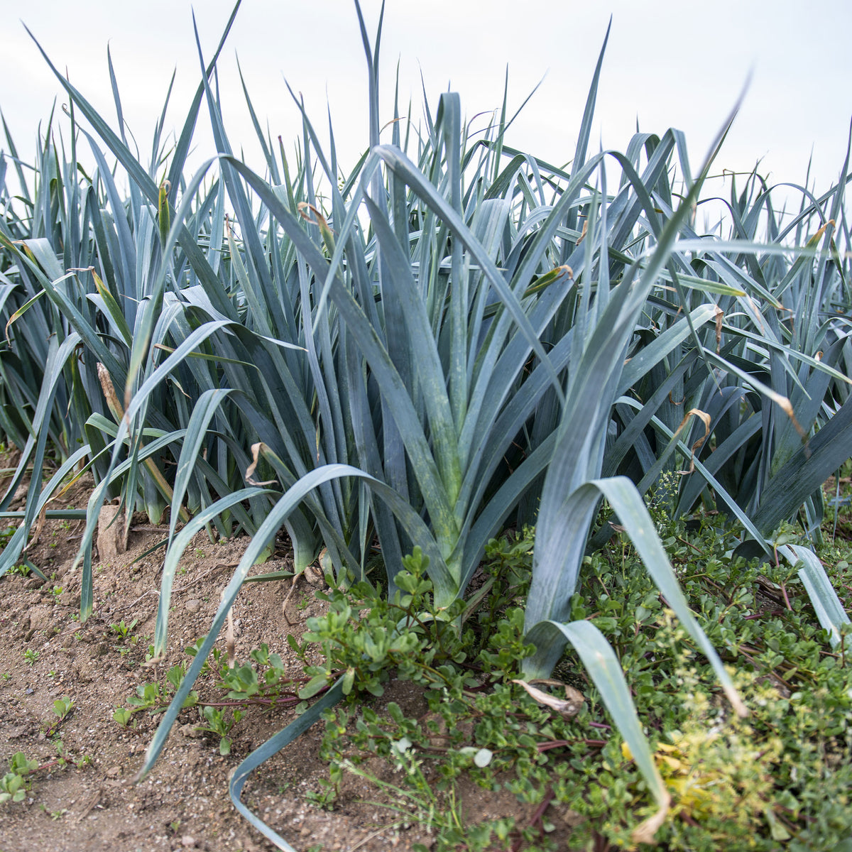 Poireau Monstrueux de Carentan 2 - Allium porrum monstrueux de carentan 2 (30 g) - Willemse
