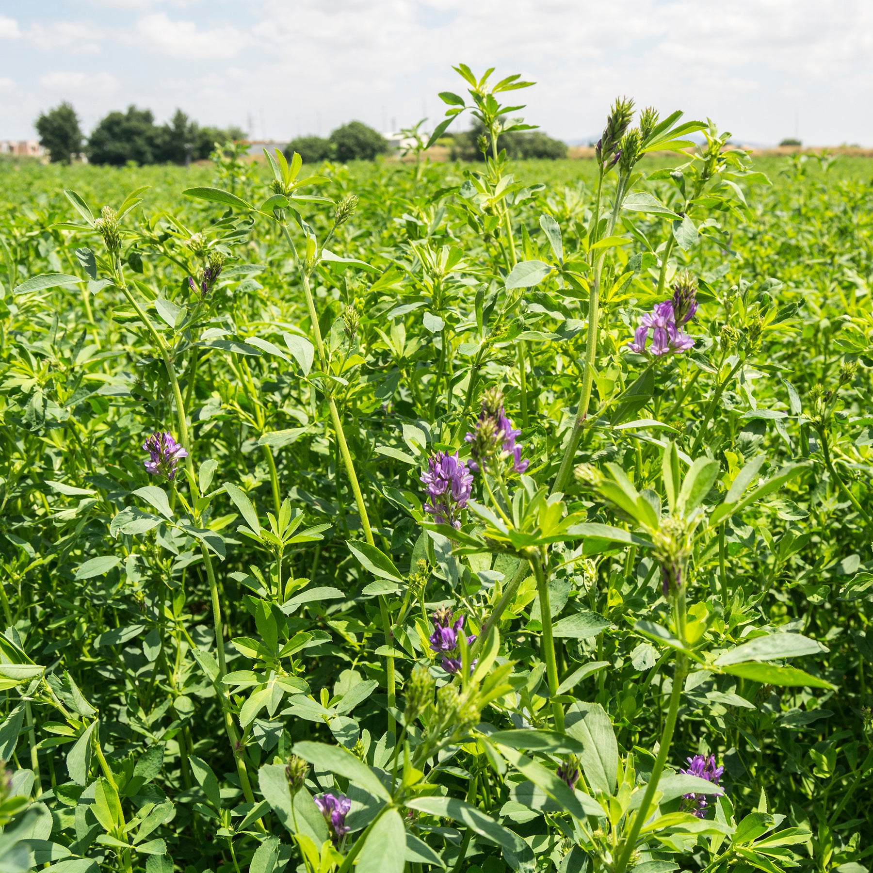 Graines de fleurs - Luzerne - Medicago sativa