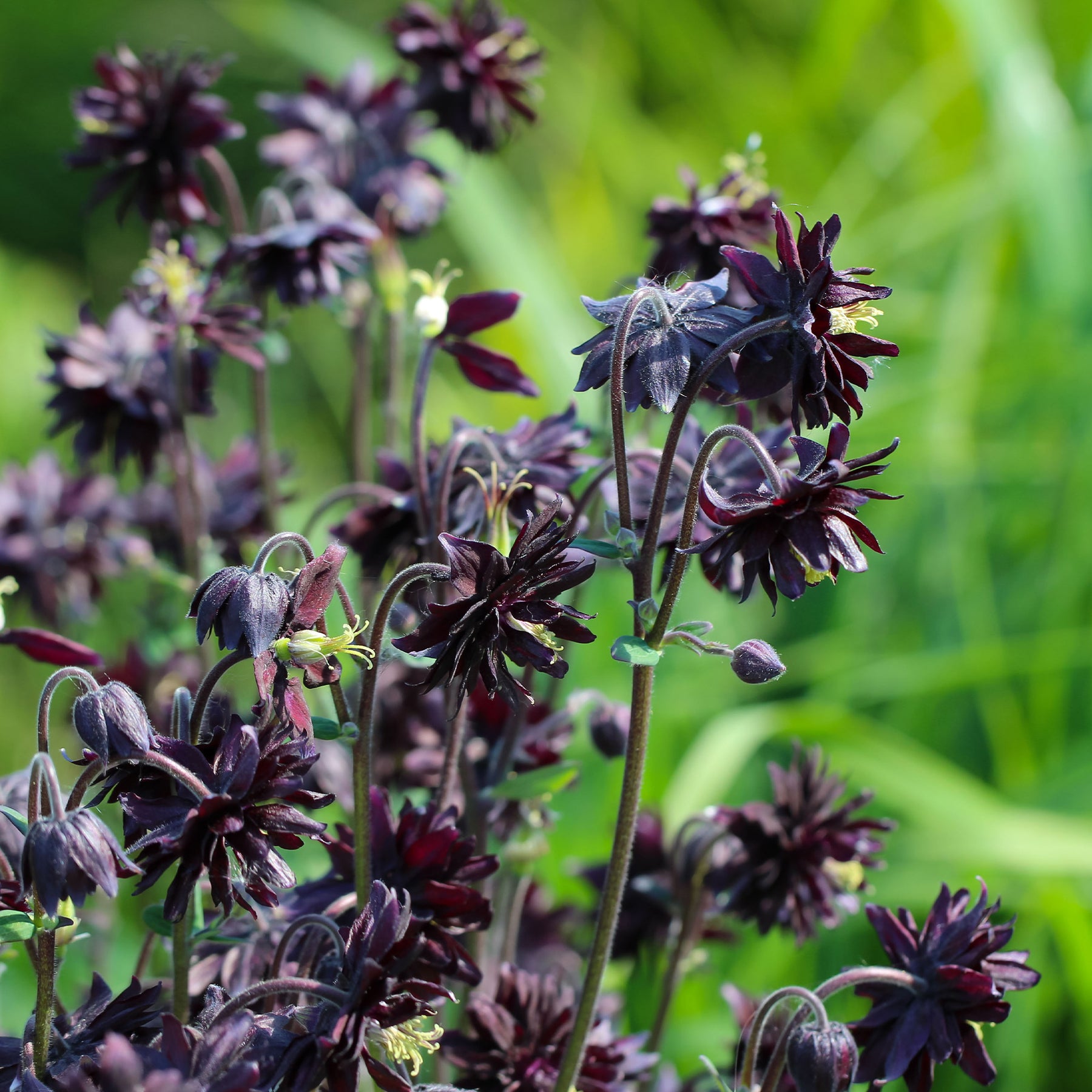 Aquilegia vulgaris Black Barlow - Ancolie des jardins Black Barlow - Ancolie