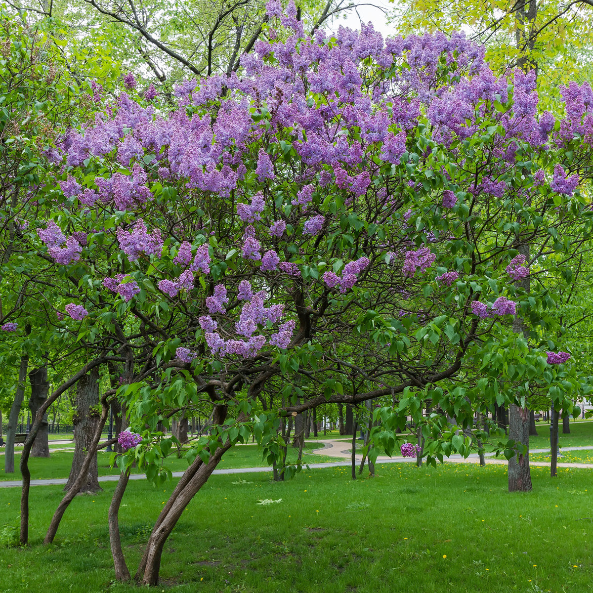 Lilas double lilas - Syringa vulgaris Andenken an Ludwig Späth - Willemse