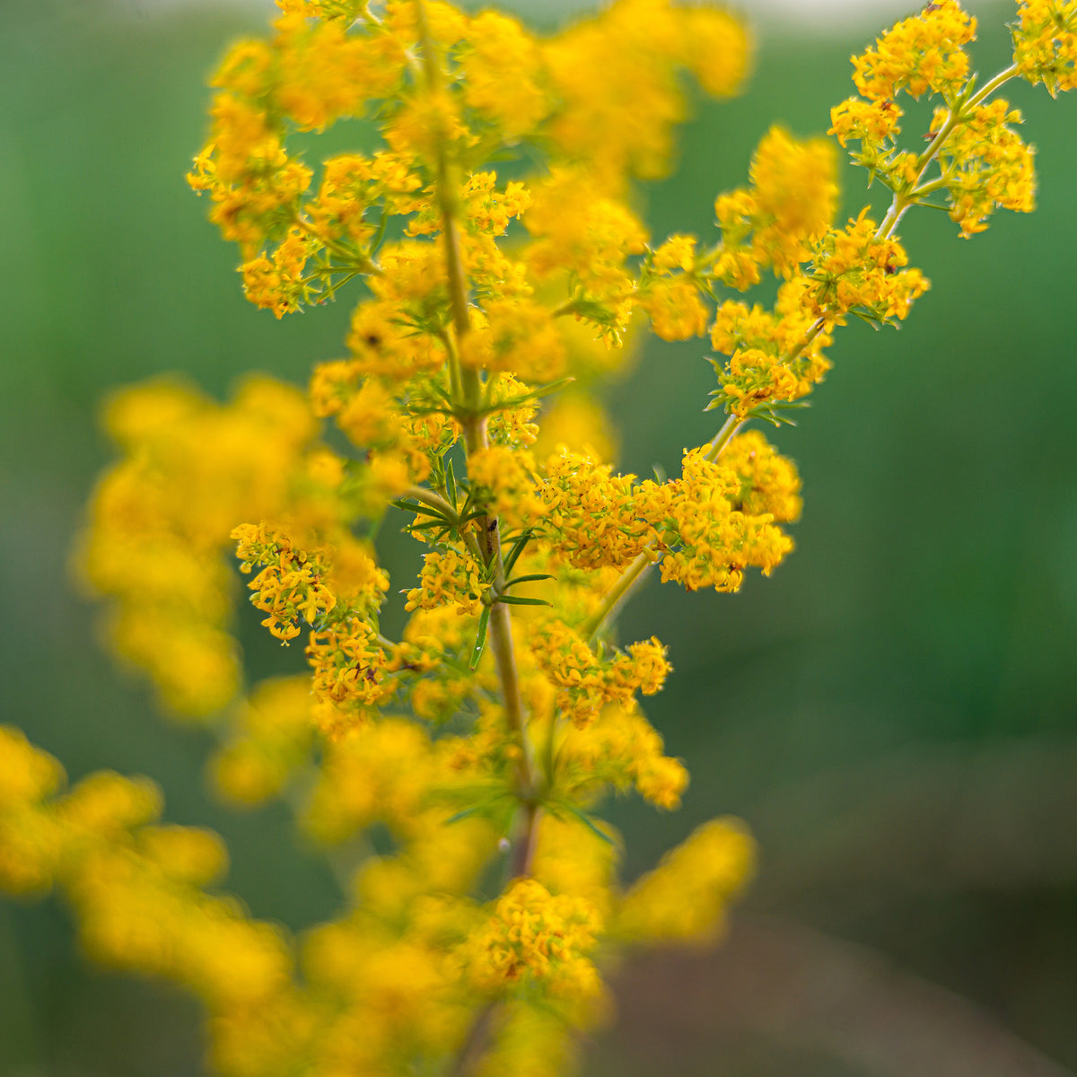Gaillet jaune Caille-lait jaune