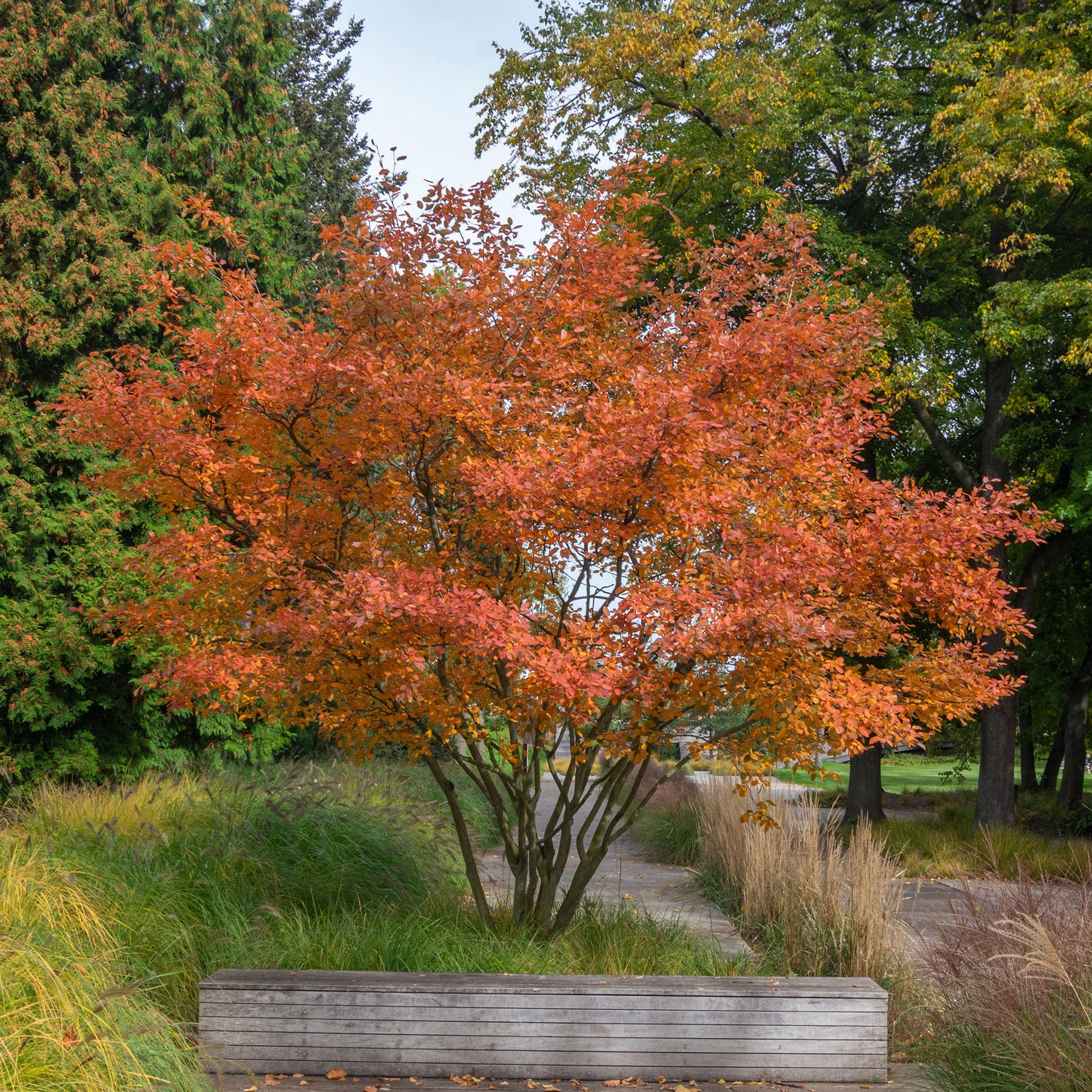 Amelanchier lamarckii - Amélanchier de Lamarck - Amélanchier