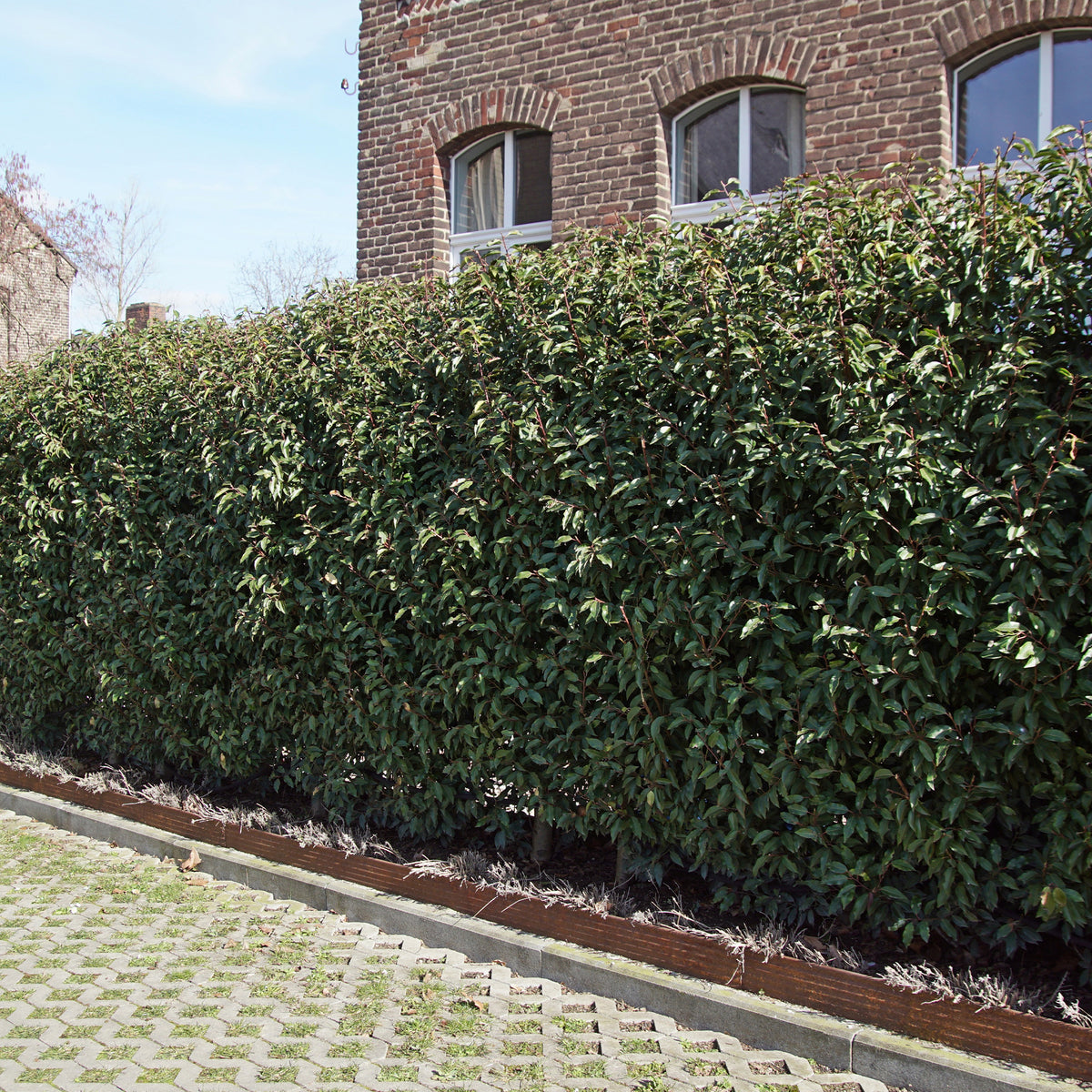 3 Lauriers du Portugal Angustifolia - Prunus lusitanica angustifolia - Willemse