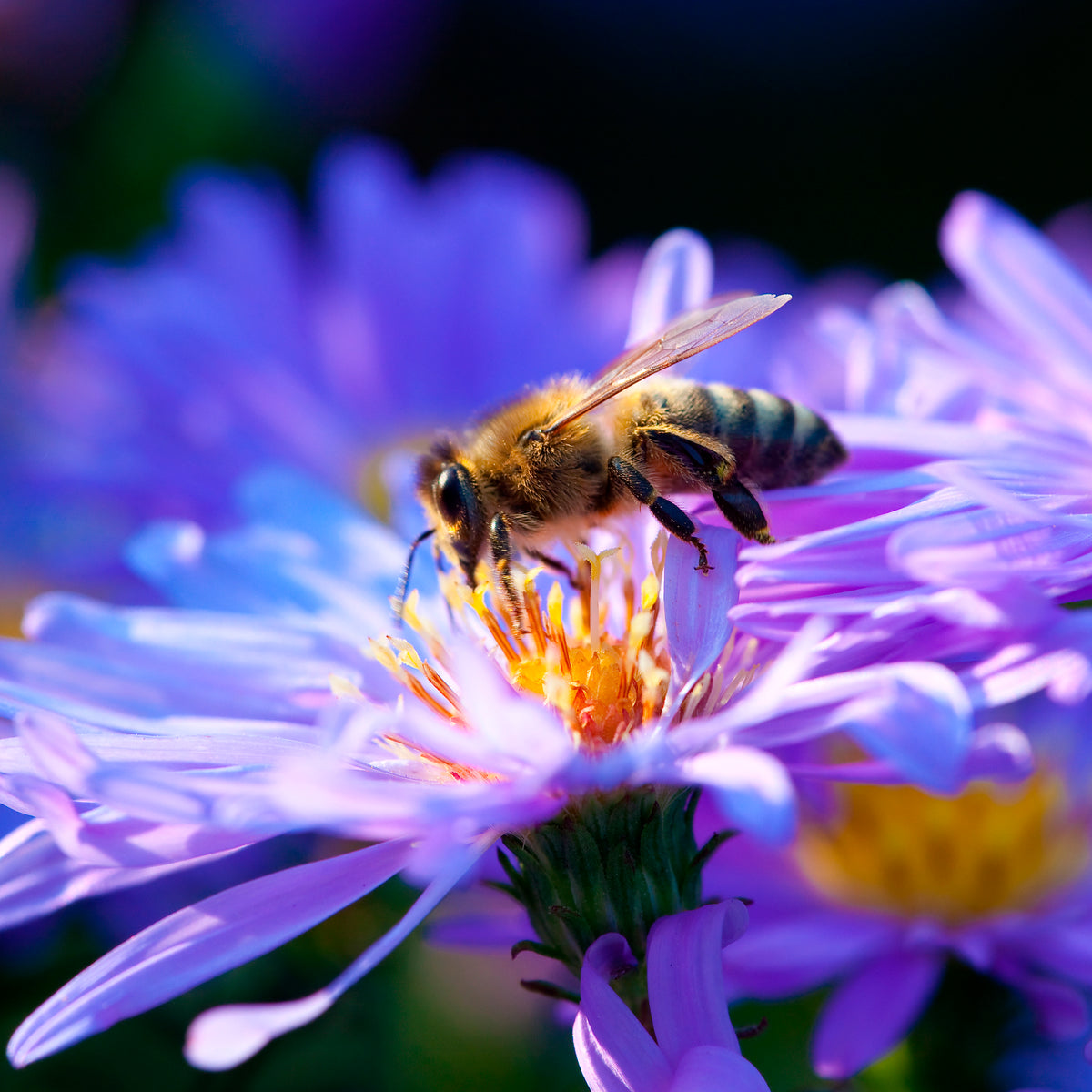 Aster dumosus Lady In Blue