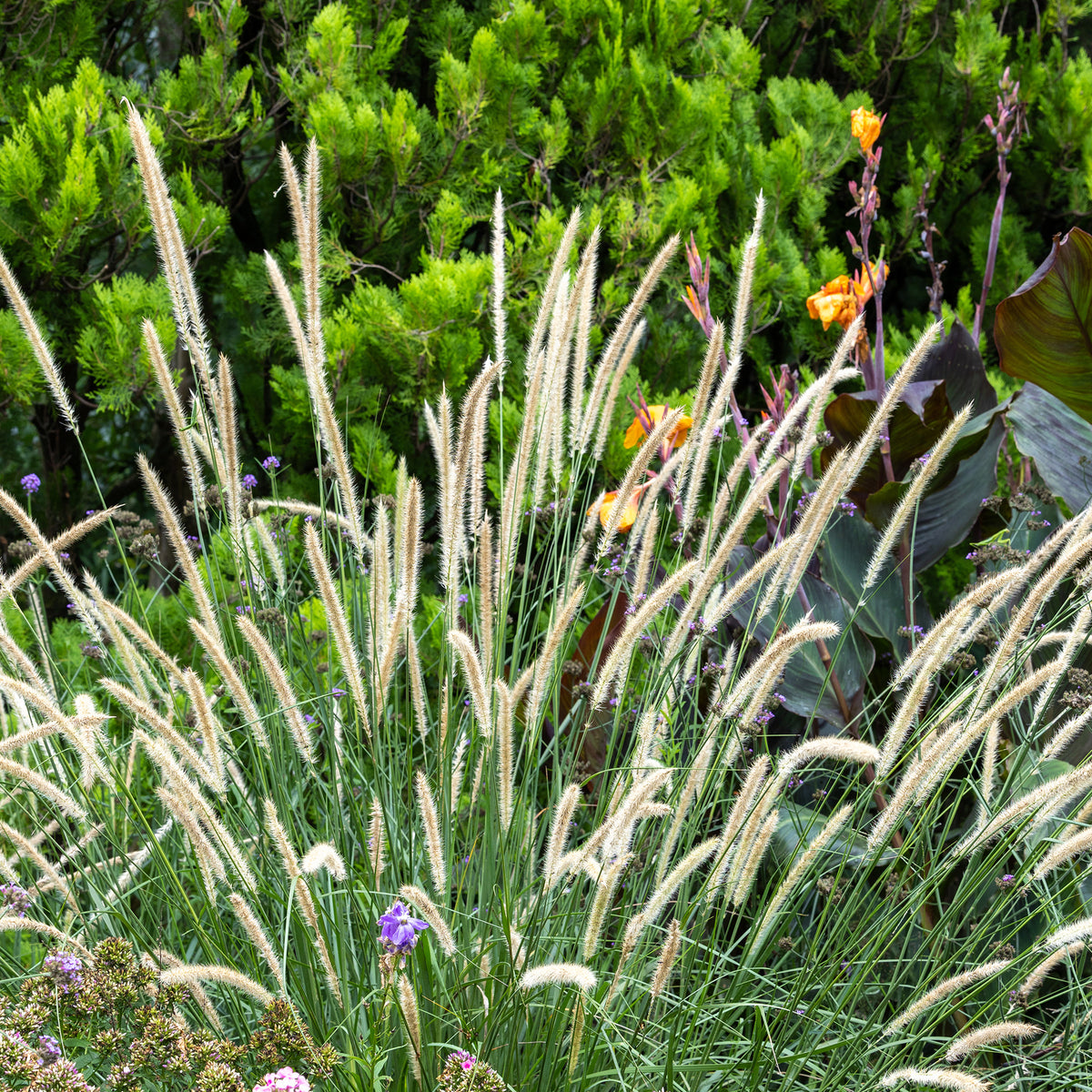 Herbe aux écouvillons érigée - Pennisetum macrourum - Willemse