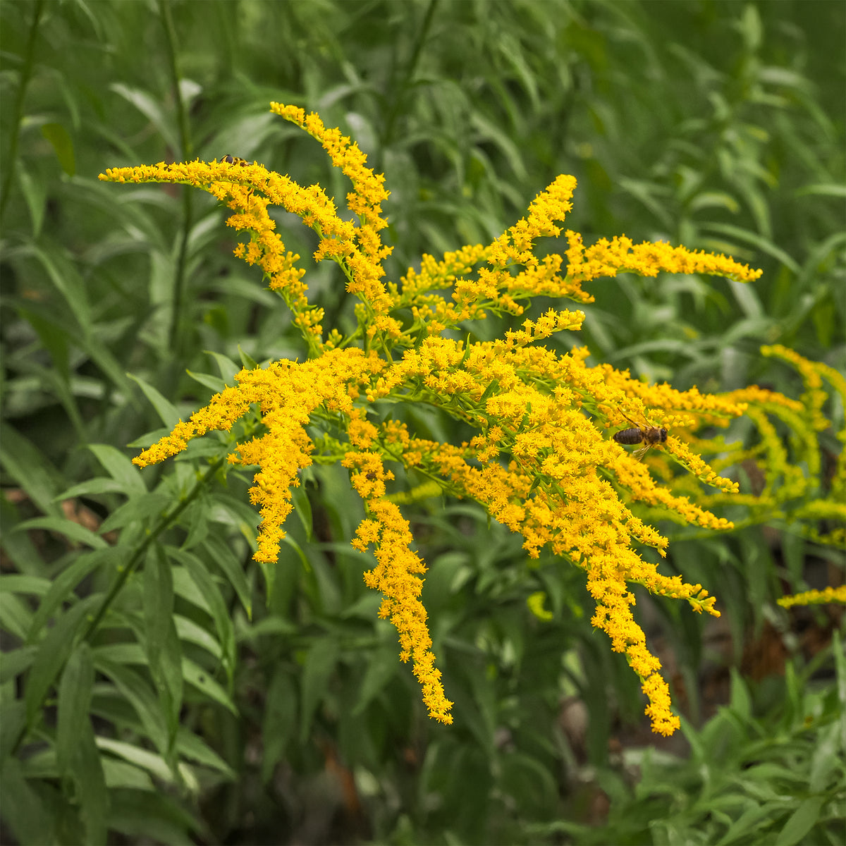 5 Solidago - Verge d'or - Solidago luteus - Willemse