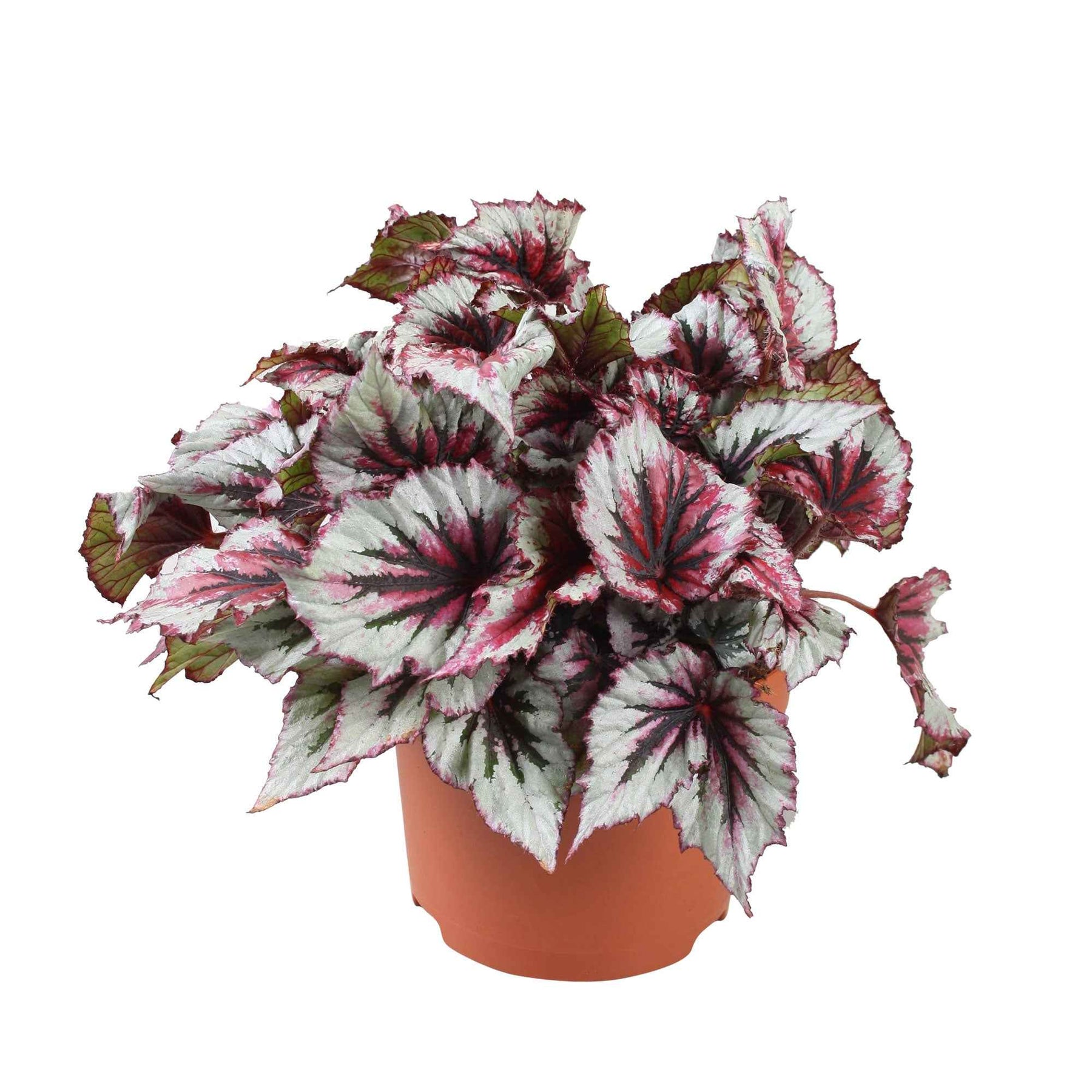 Begonia beleaf evening glow - Bégonia Evening Glow - Bégonias d'intérieur
