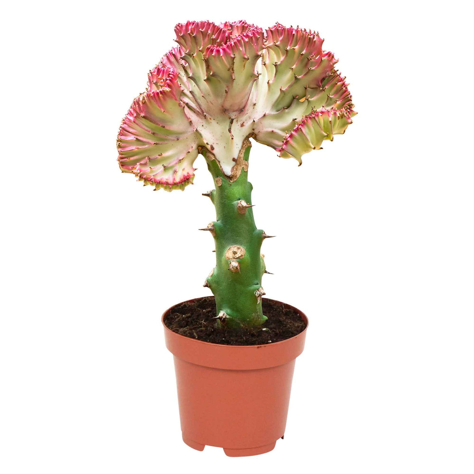 Euphorbia lactea Cristata - Euphorbe lactée - Cactus et plantes grasses