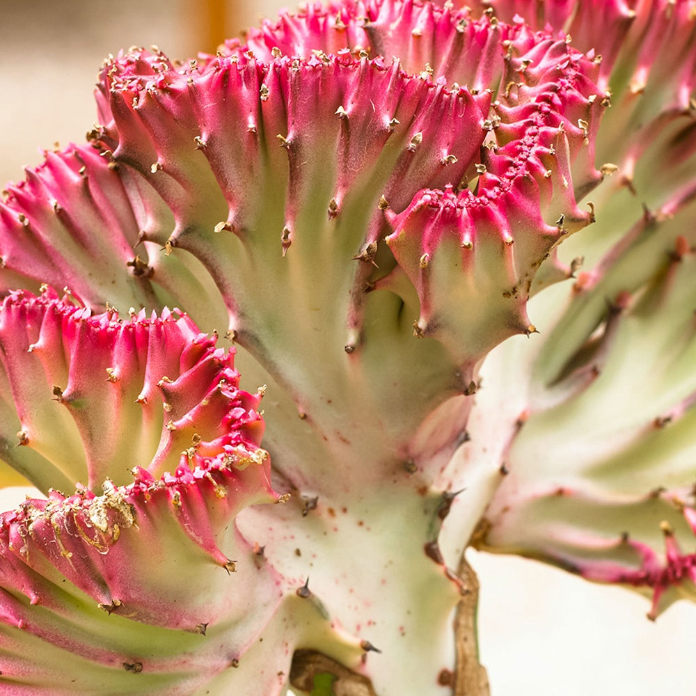 Euphorbe lactée - Euphorbia lactea cristata