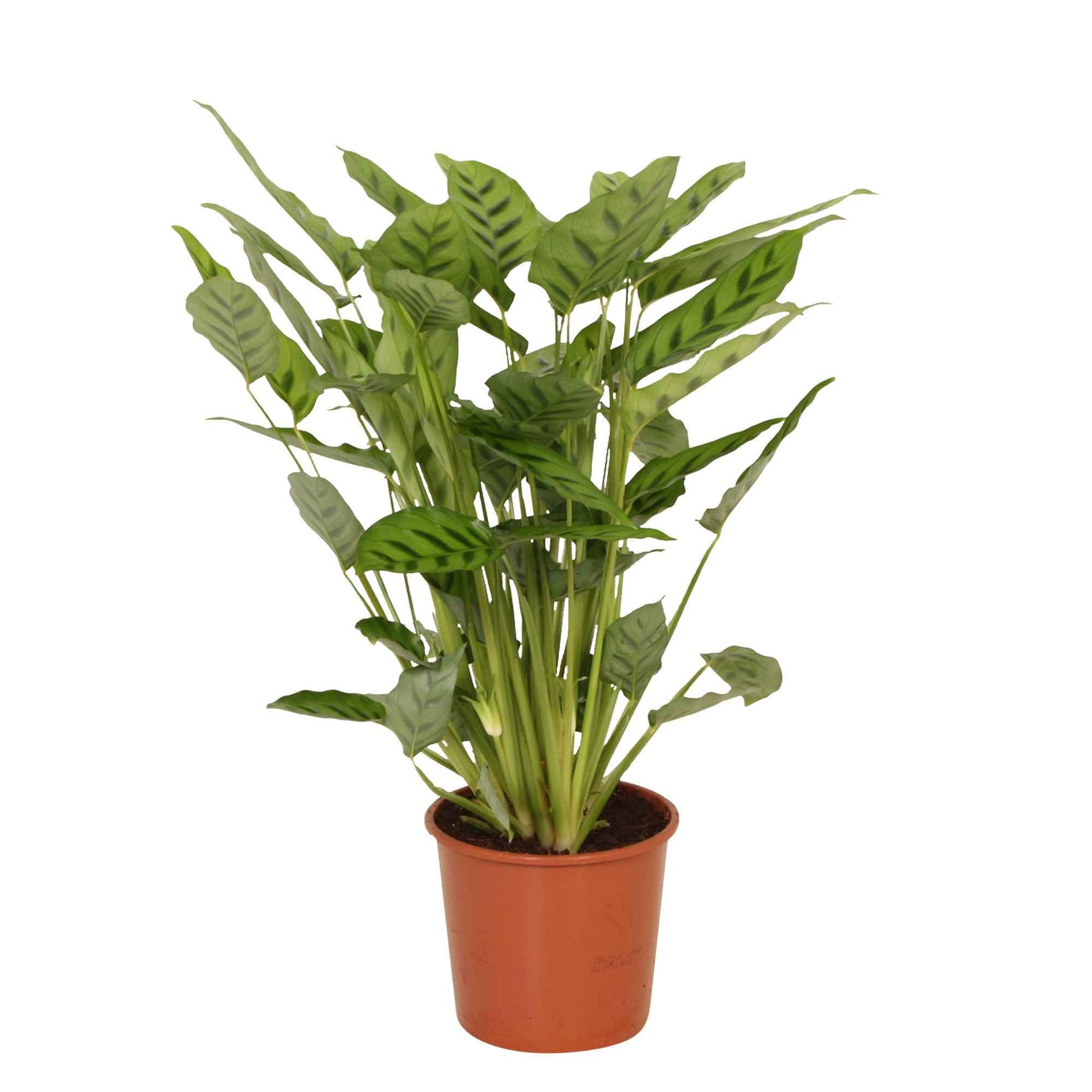 Calathea leopardina - Calathéa Leopardina - Calathea