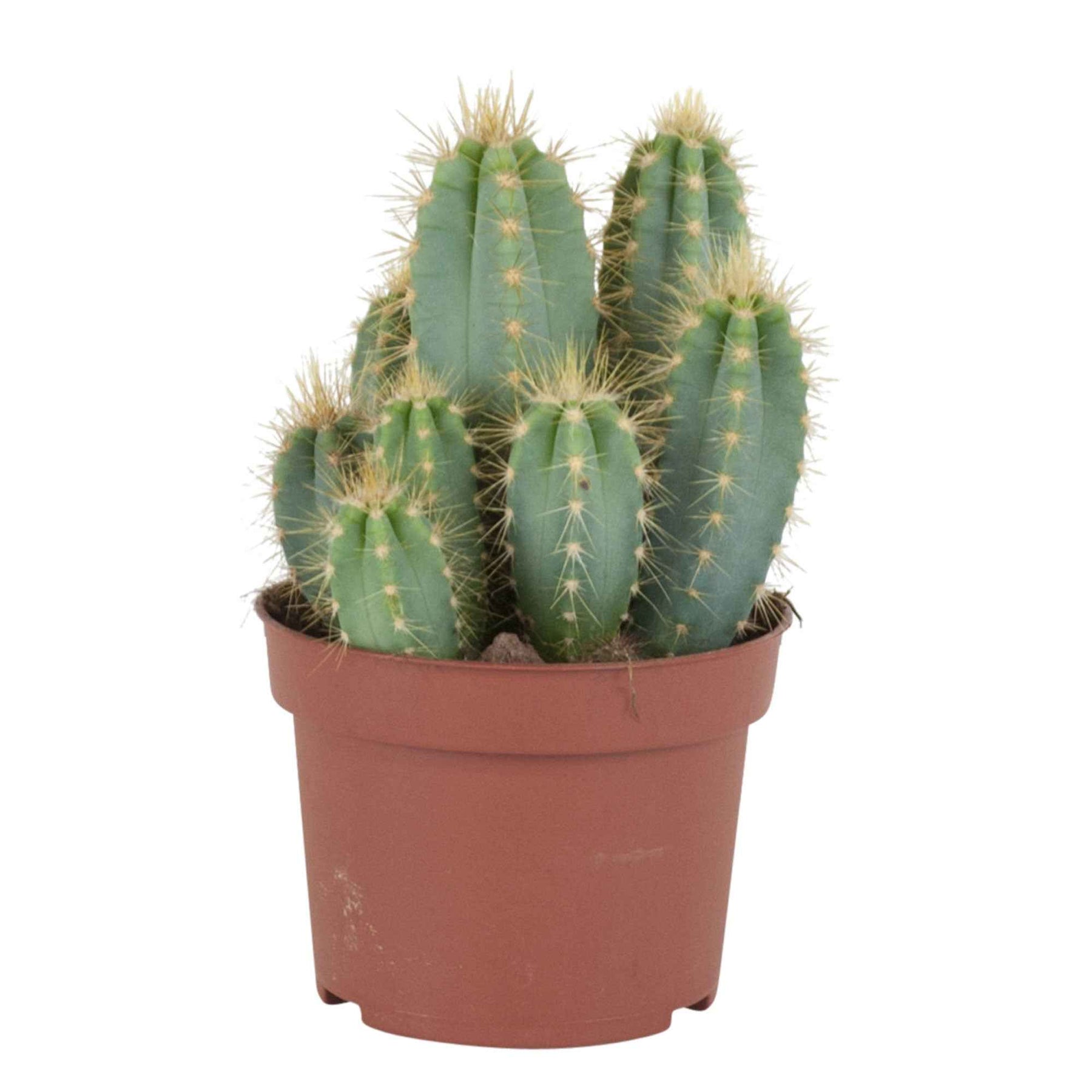 Cactus Pilosocereus Azureus - Pilosocereus azureus - Willemse