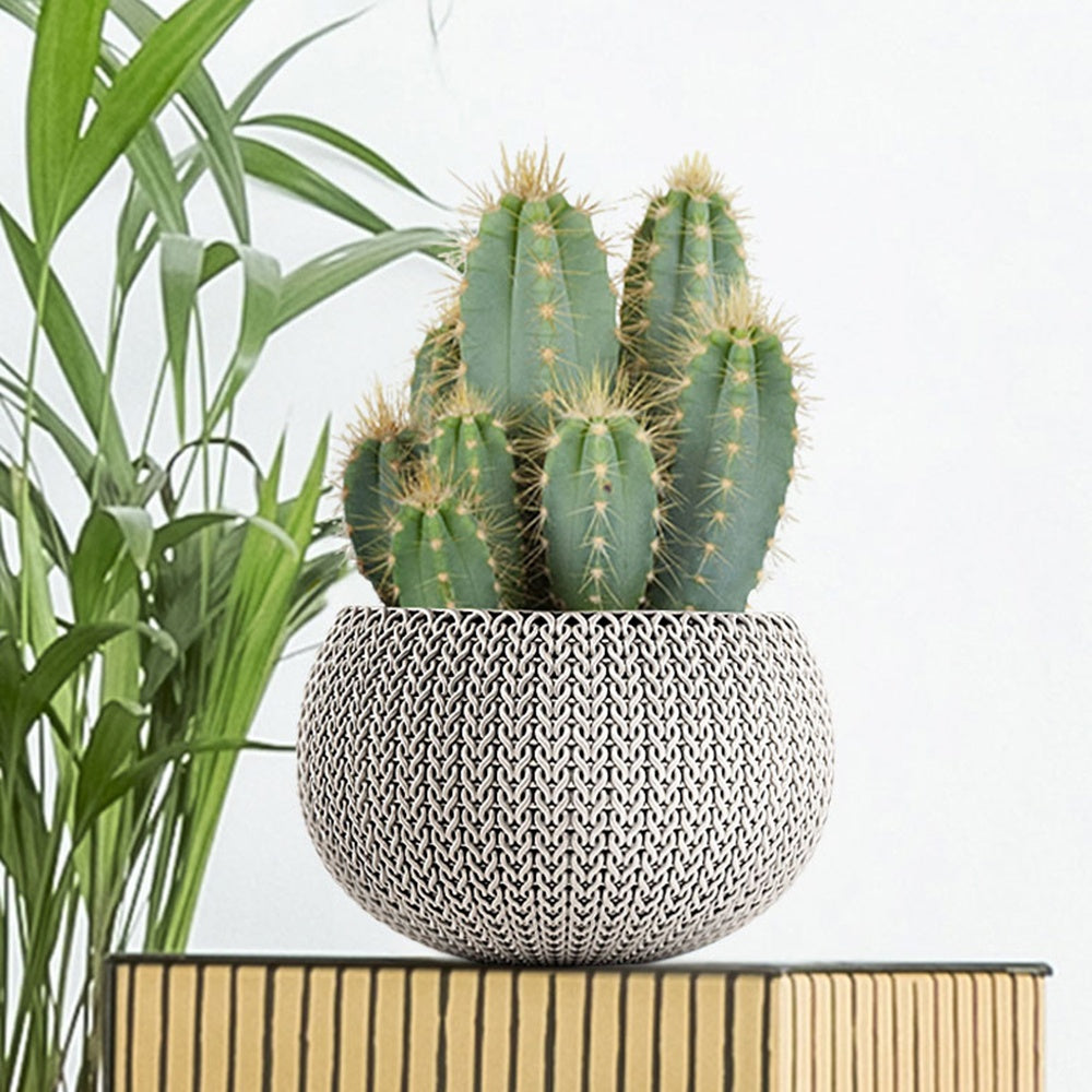 Cactus Pilosocereus Azureus - Willemse