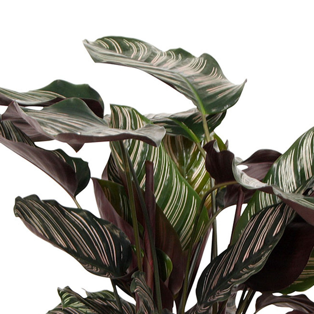 Calathéa Ornata - Calathea ornata - Willemse