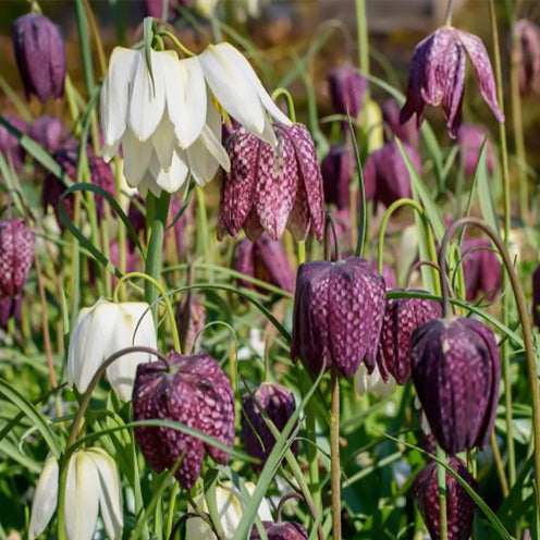 30 Fritillaires pintade en mélange - Willemse