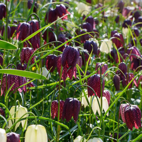 30 Fritillaires pintade en mélange - Fritillaria Meleagris - Willemse