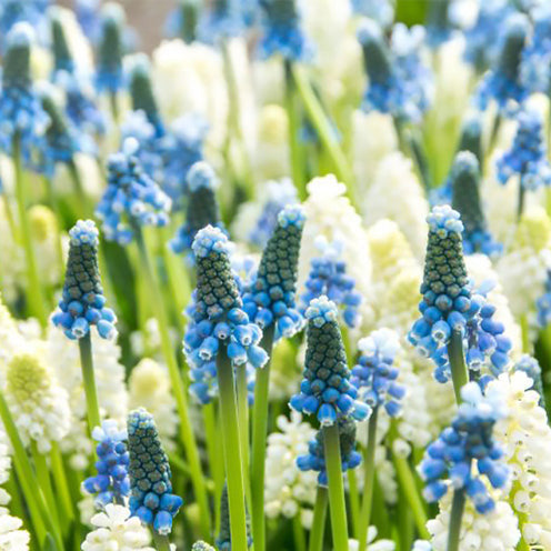 40 Muscaris bleu et blanc en mélange