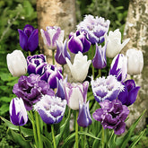 20 Tulipes Paradis en mélange - Willemse