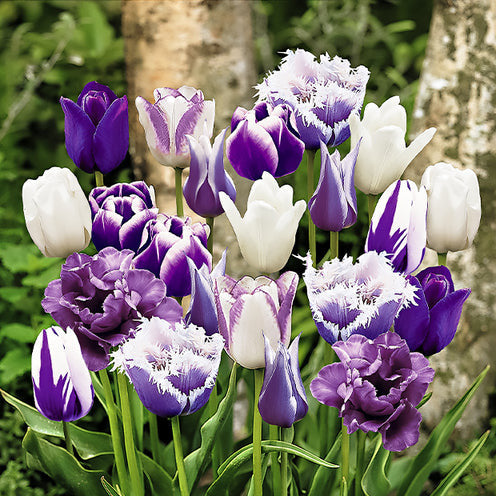 20 Tulipes Paradis en mélange - Willemse