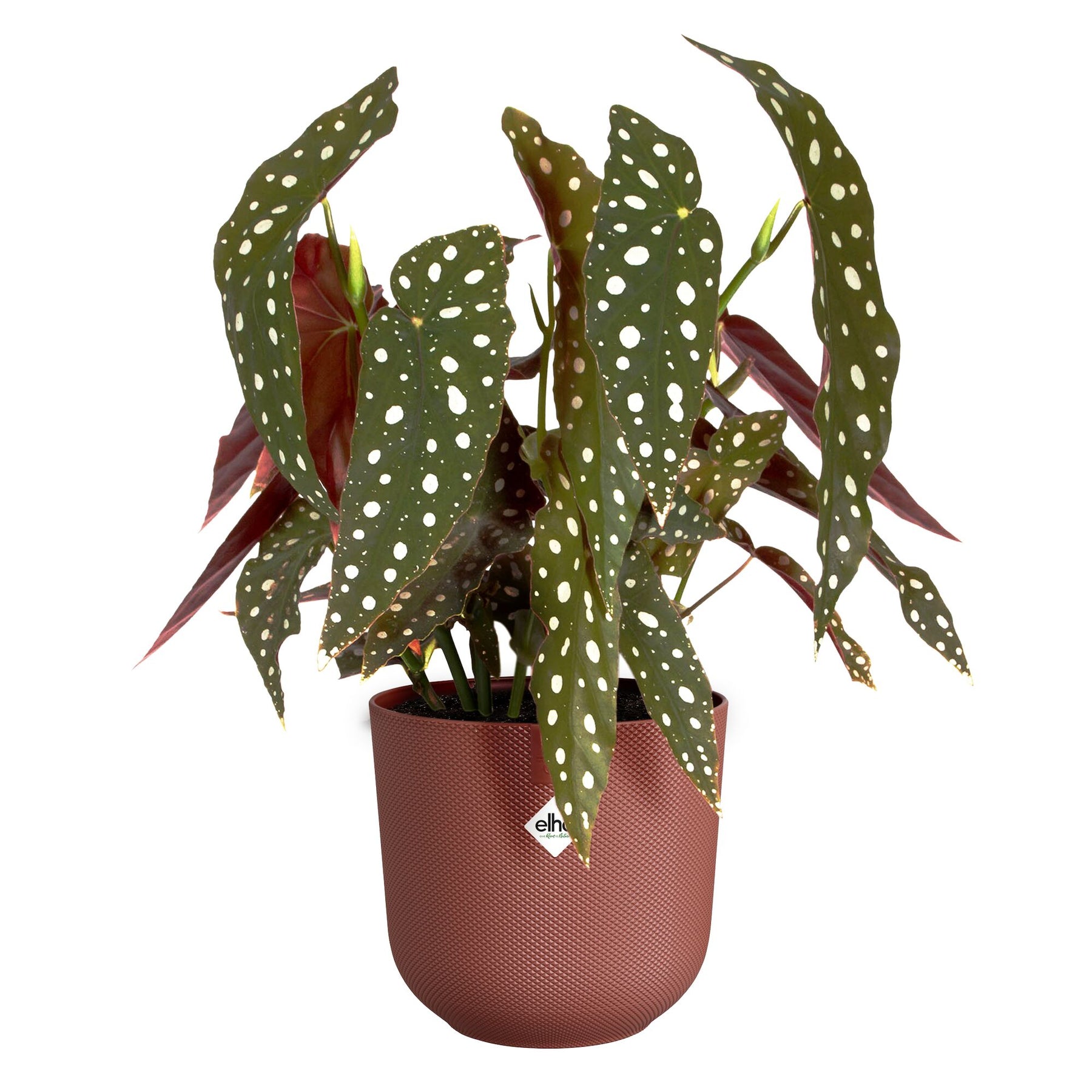 Vente Cache-pot Jazz terracotta ELHO