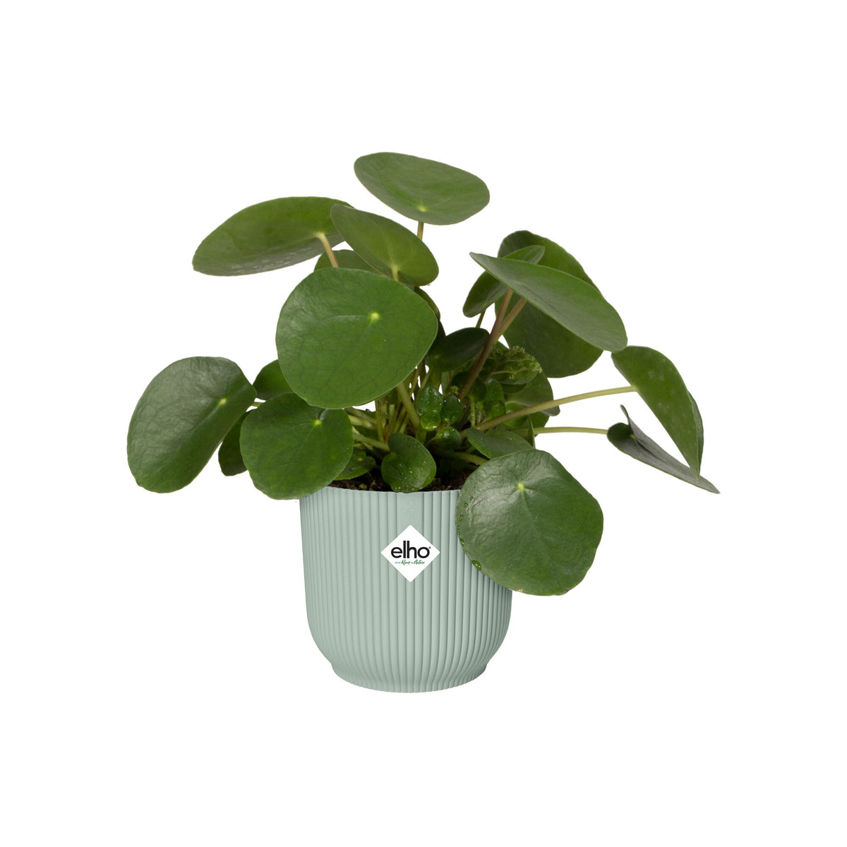 Cache-Pot Vibes fold rond Vert sorbet ELHO - - Willemse