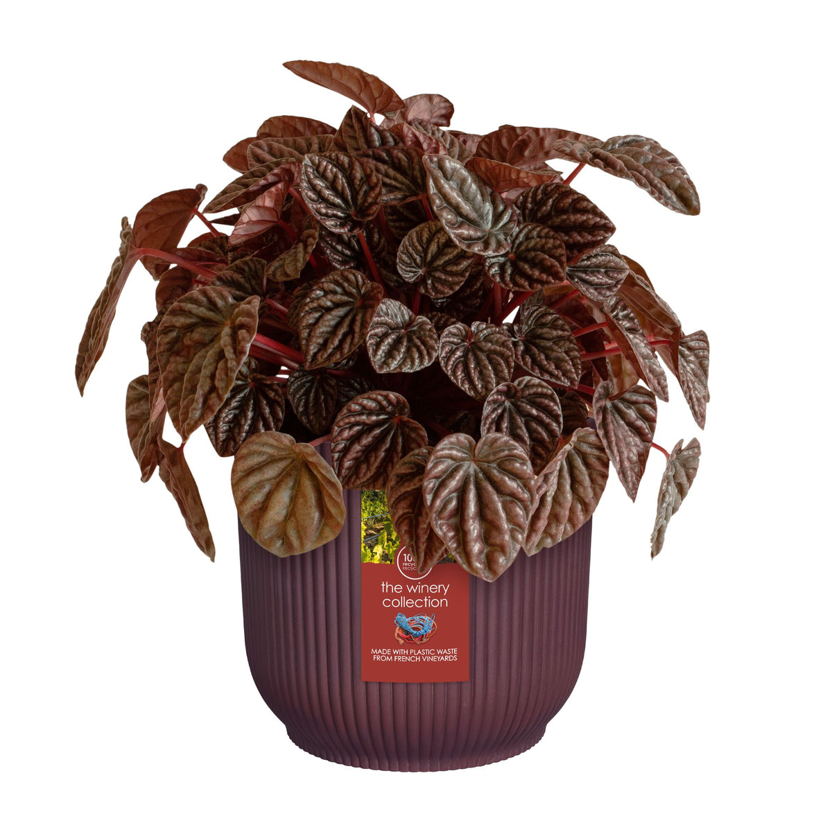 Cache-Pot The Winery collection Rouge bordeaux ELHO - - Willemse