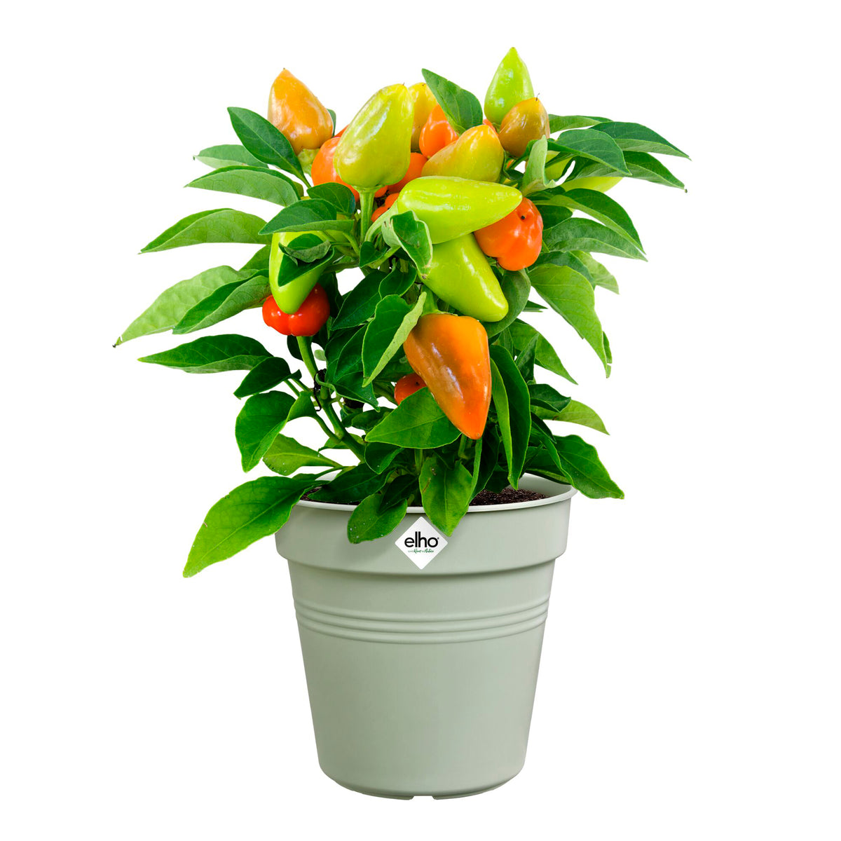 Pot de culture Green Basics Vert pierre - - Willemse