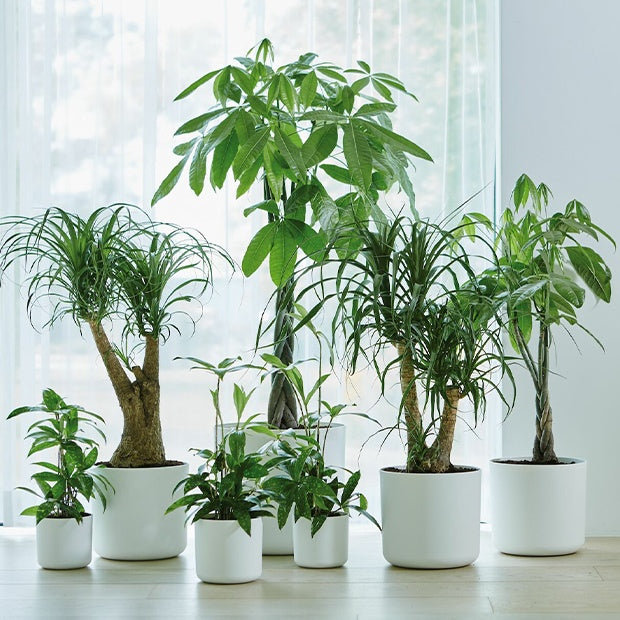 Vente Cache-pots - Elho Cache-pot B for soft rond blanc