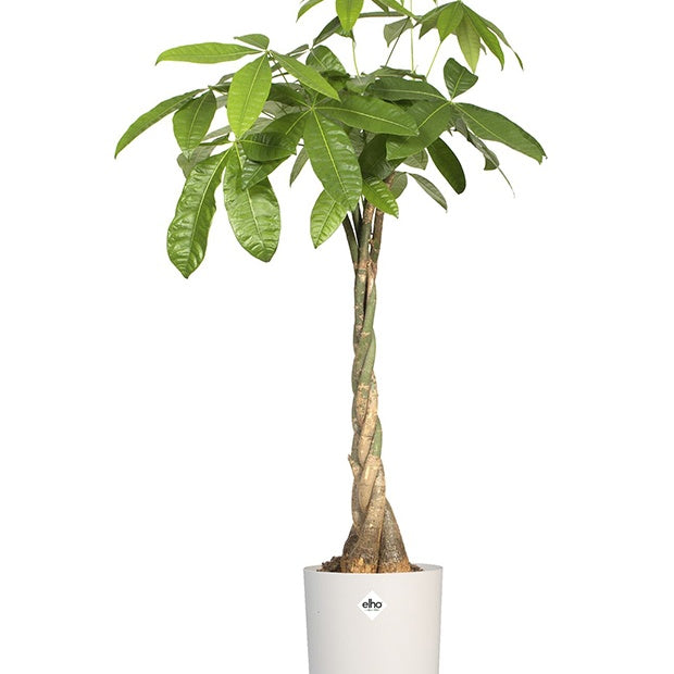 Vente  - Elho Cache-pot B for soft rond blanc