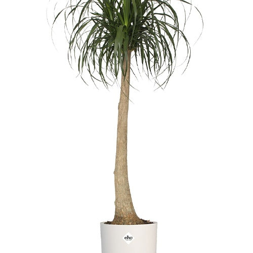 Vente Elho Cache-pot B for soft rond blanc -