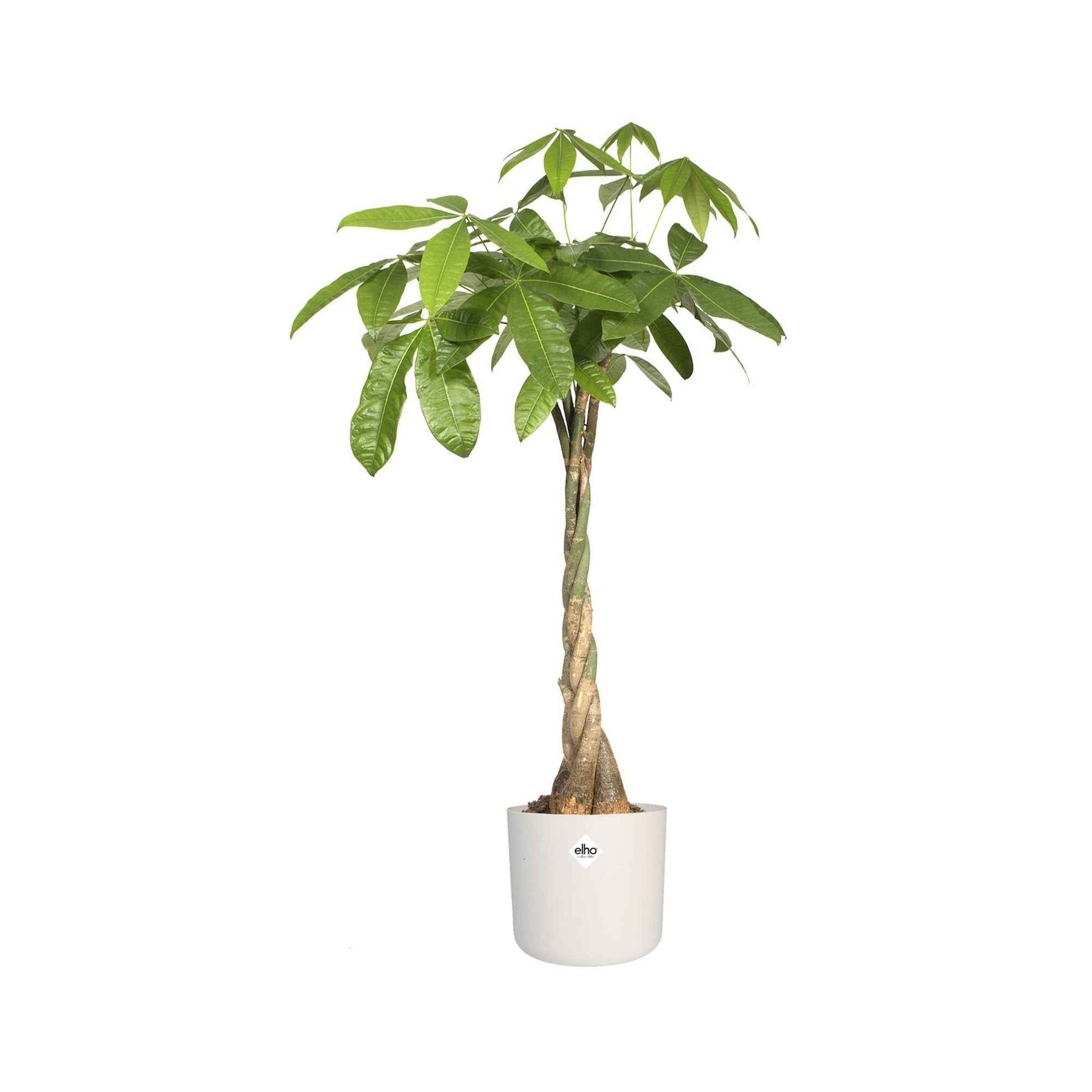 Elho Cache-pot B for soft rond blanc - Cache-pots - Willemse