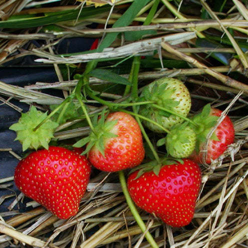 Fraisier Sonata - Fragaria x ananassa Sonata - Willemse