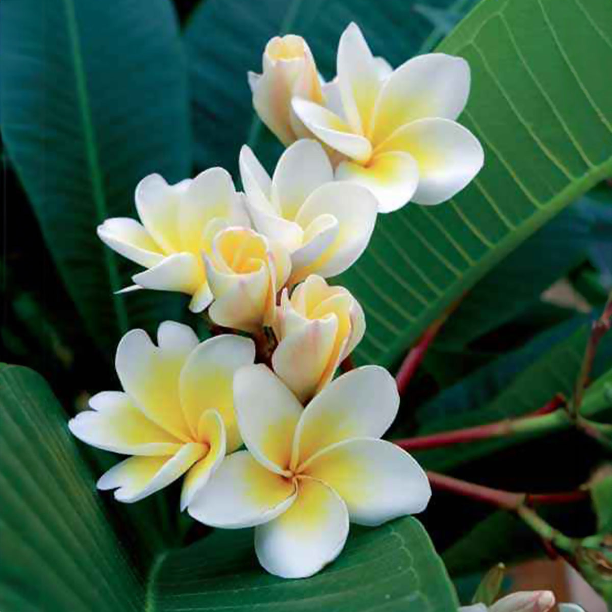 Frangipanier - Plumeria alba - Willemse