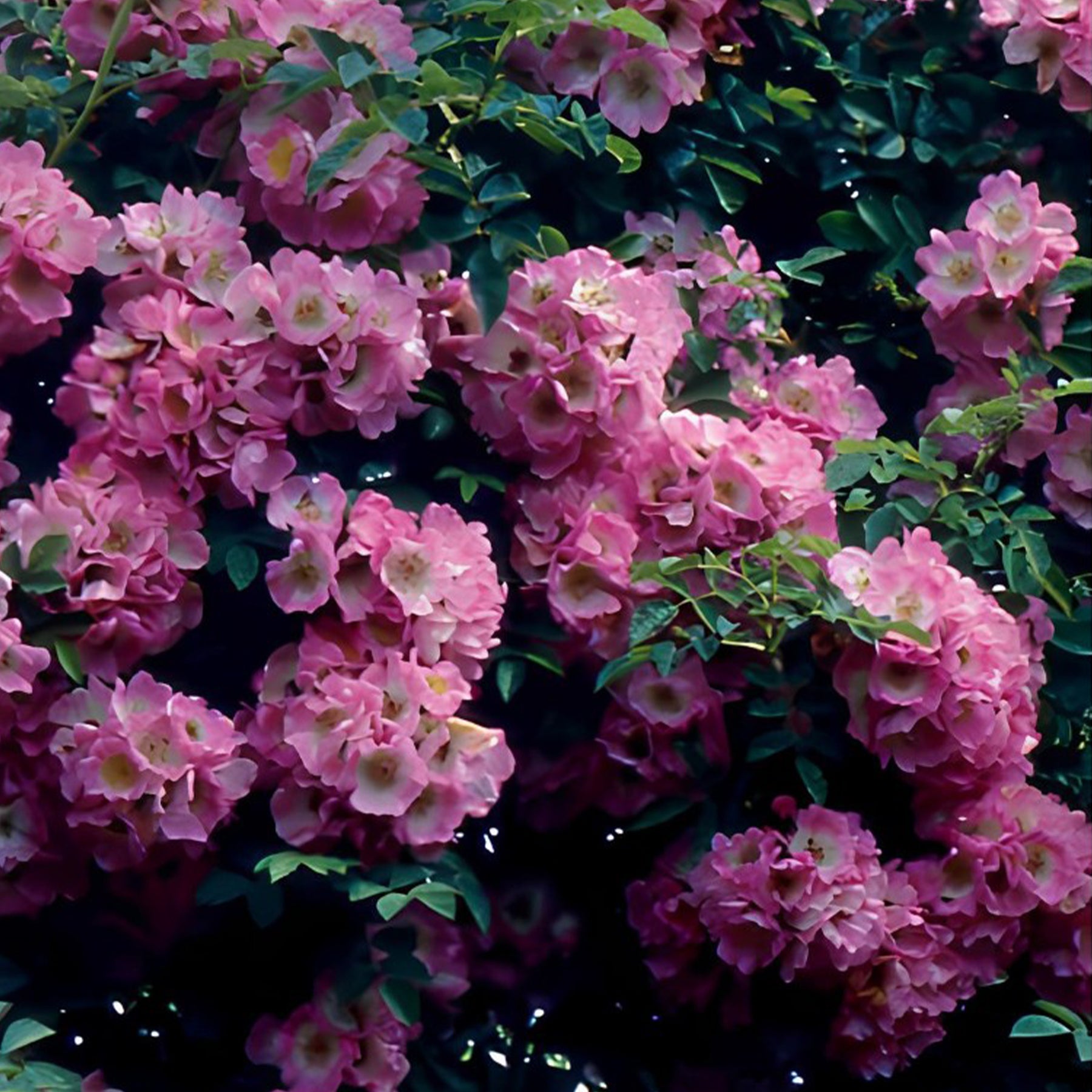 Rosa x wichuraiana Petite Duchesse , Immensee - Collection de 2 Rosiers lianes Immensee blanc et Petite duchesse - Rosiers grimpants