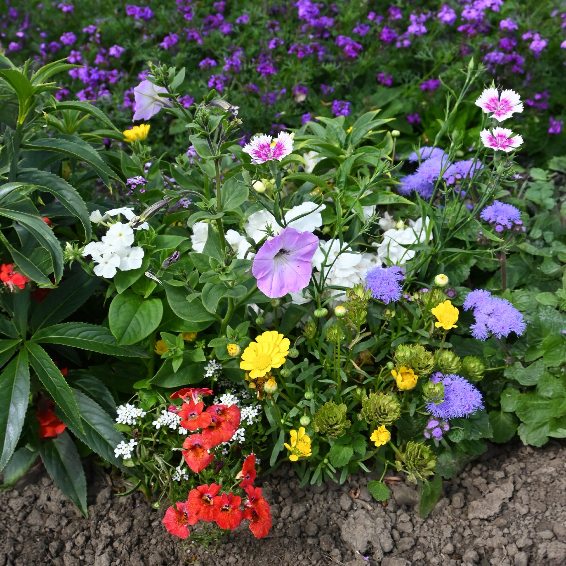 - Tapis de fleurs spécial jardinières - Tapis de fleurs